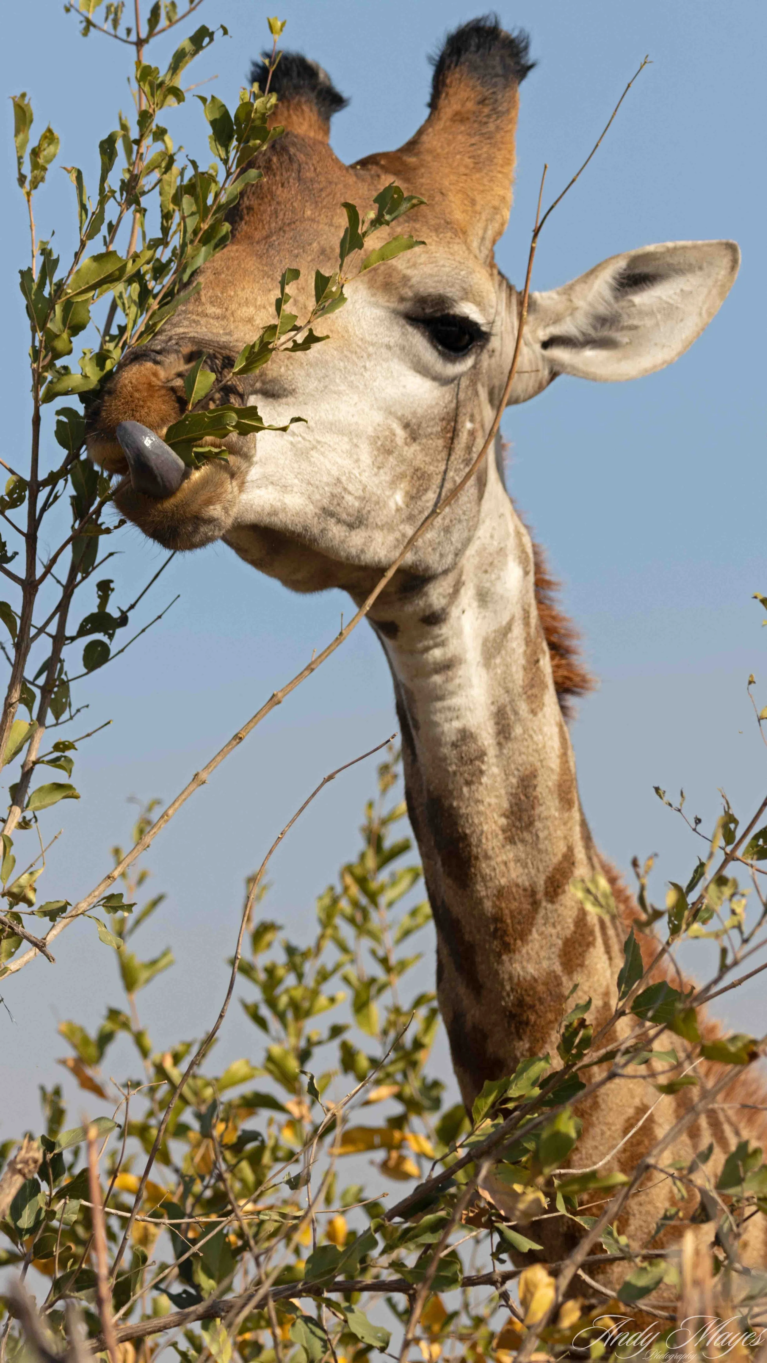 Kruger PArk - 2025-07-04 (453) pp (na).jpg
