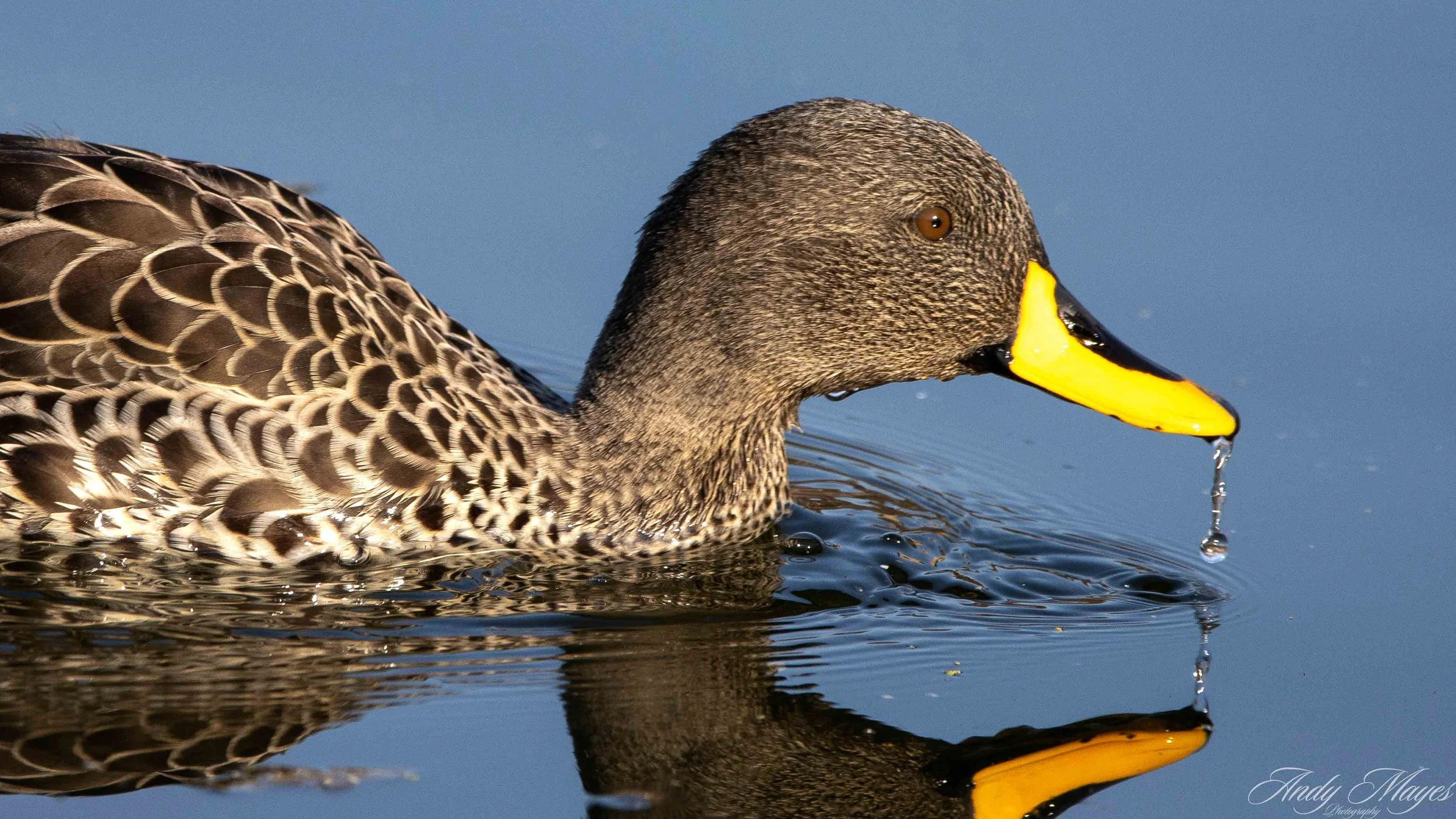 President Ridge - 2025-07-12 (415) pp (pi).jpg