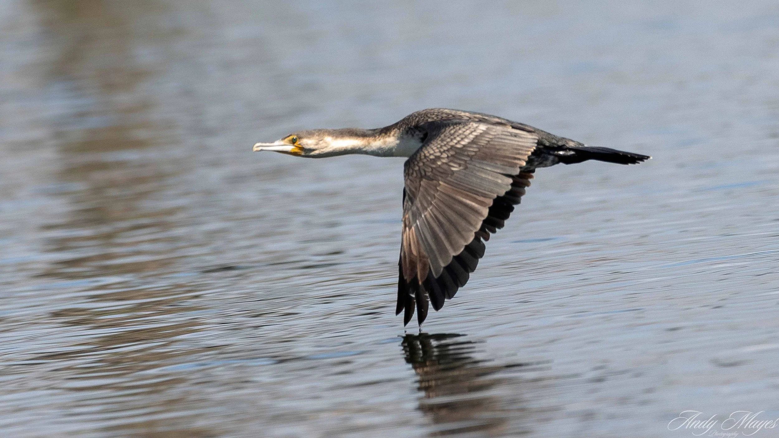 Rietvlei - 2025-03-07 (43) pp (na).jpg