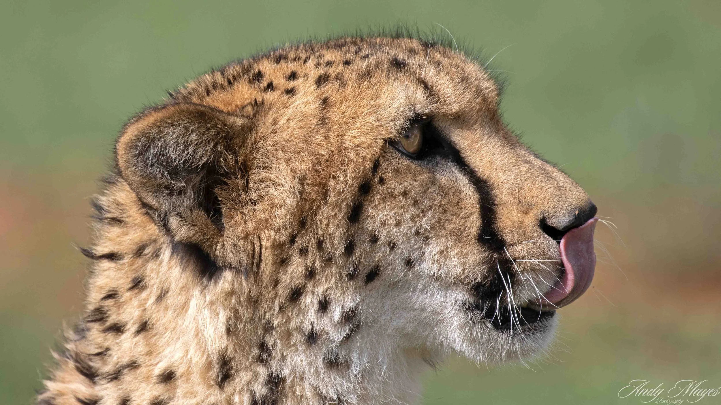 De Wildt - 2025-11-02 (186) pp (na).jpg