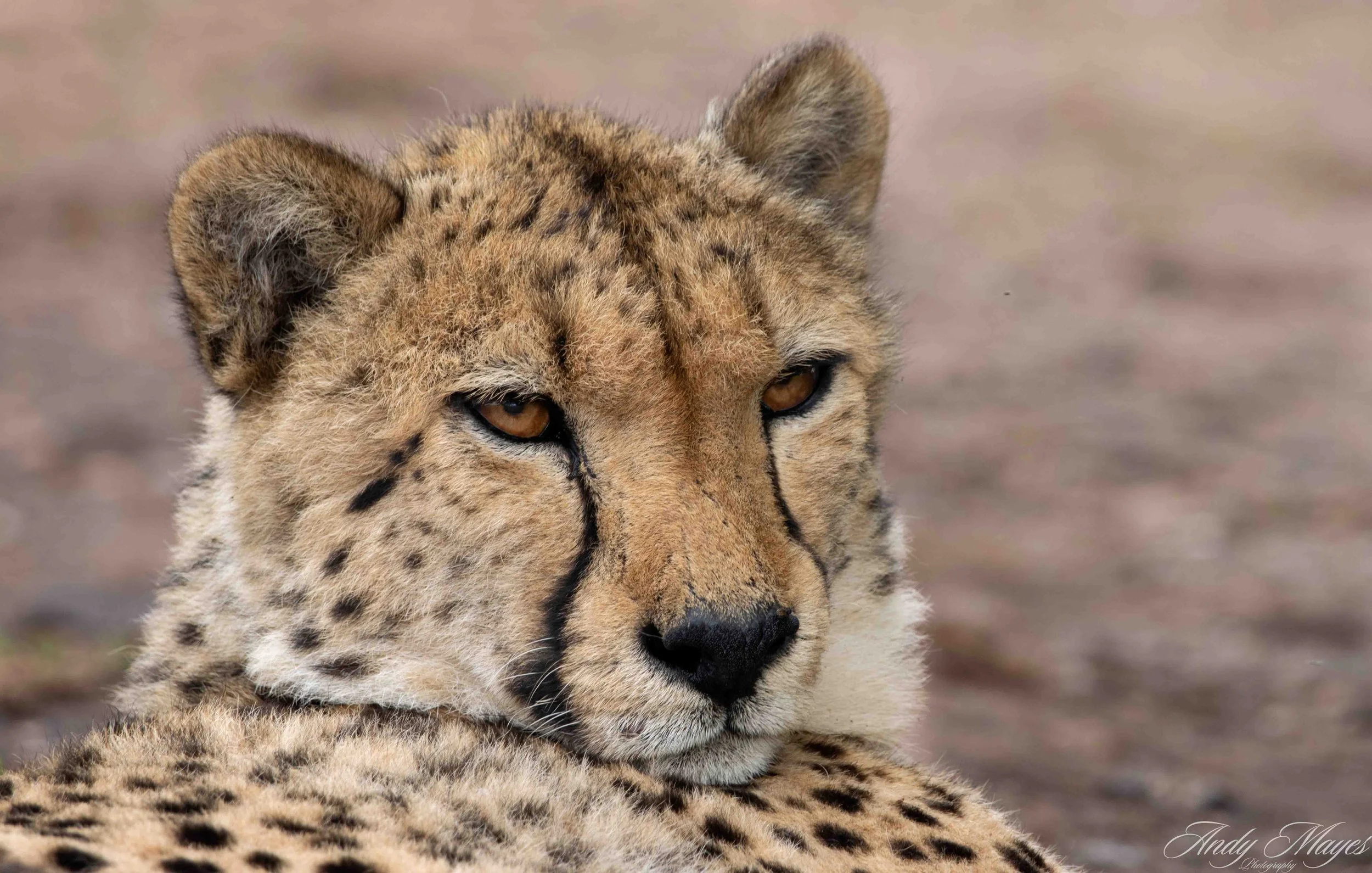 Rhino and Lion Park - 2025-01-04 (369) pp (na).jpg