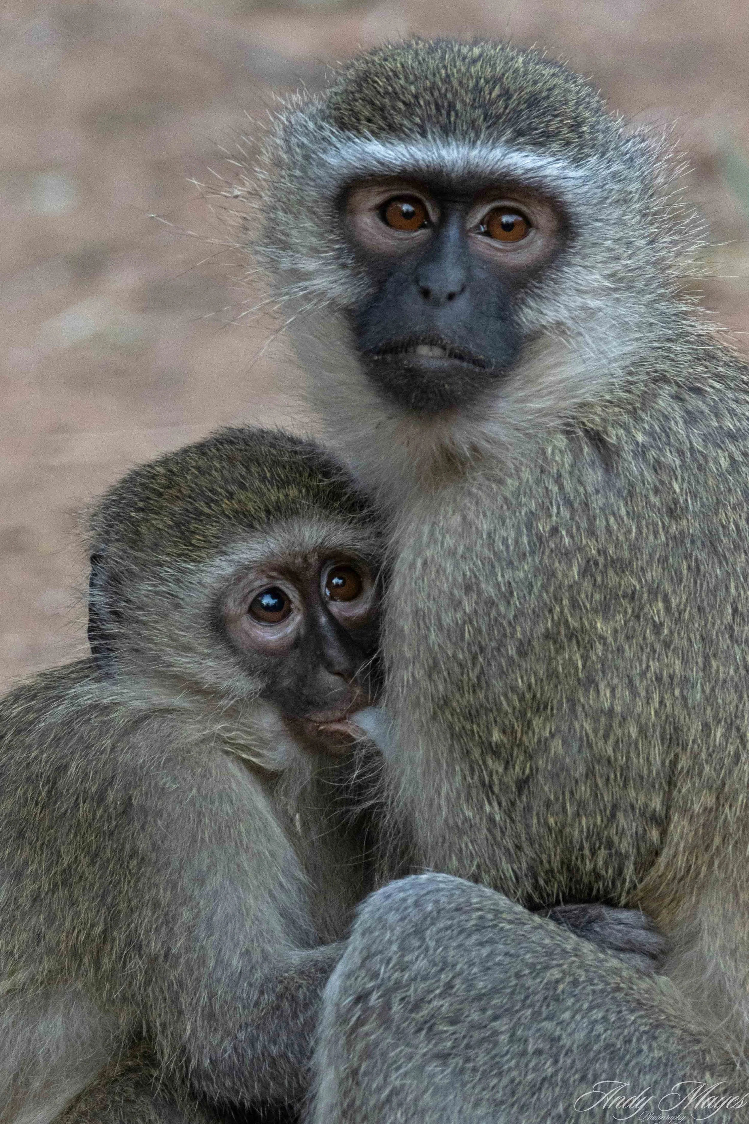 Kruger PArk - 2025-07-04 (995) pp (na).jpg