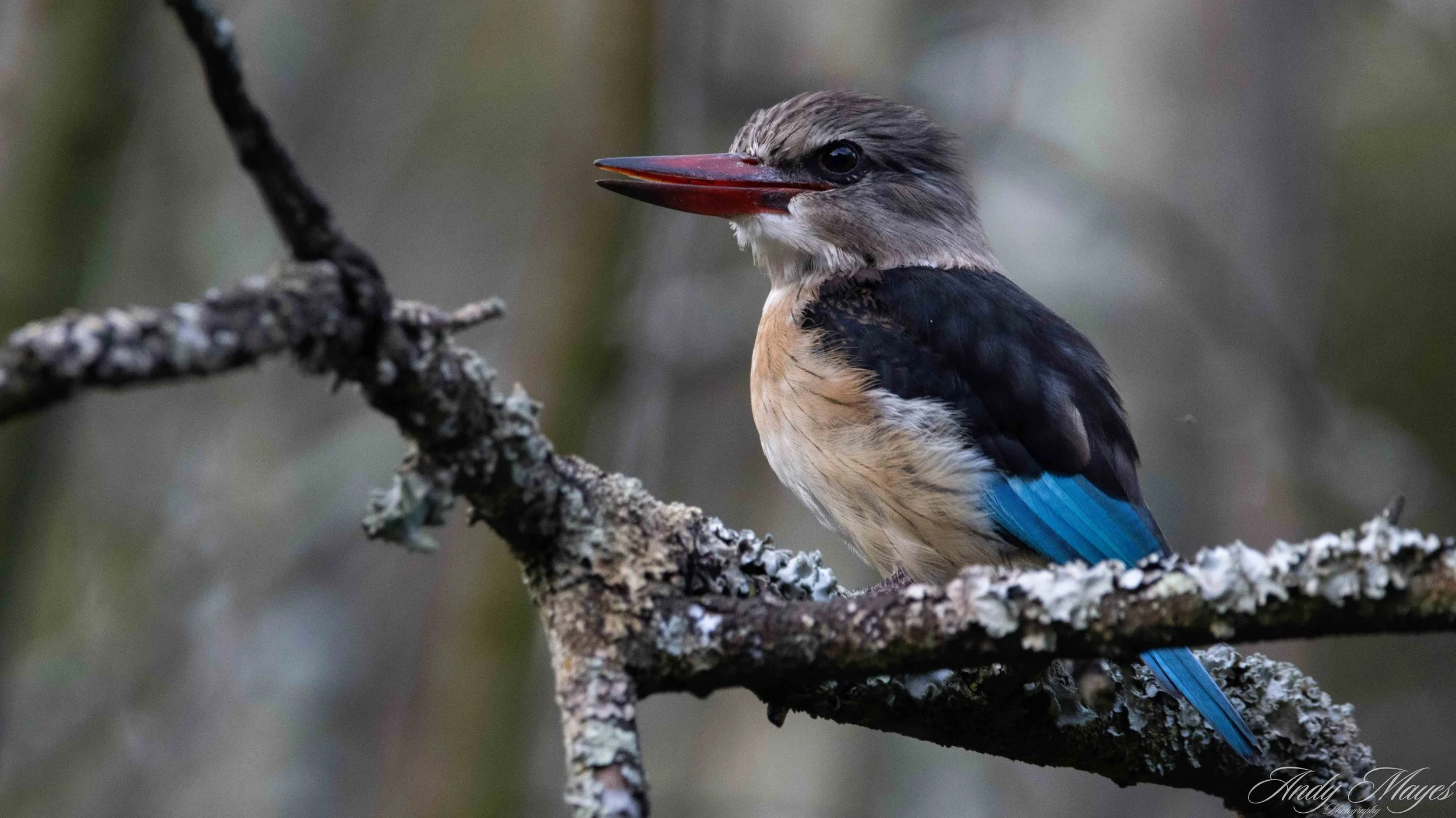 Walter Sisulu Botanical Gardens - 2025-03-20 (169) pp (na).jpg