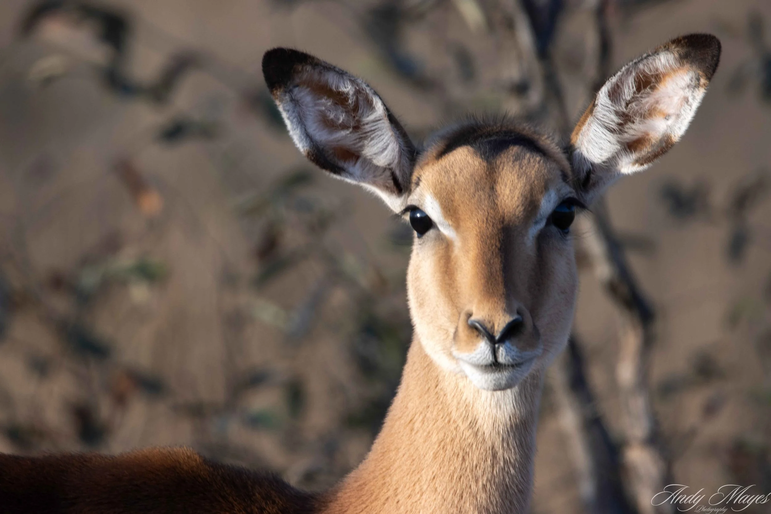 Kruger PArk - 2025-07-04 (145) pp (na).jpg
