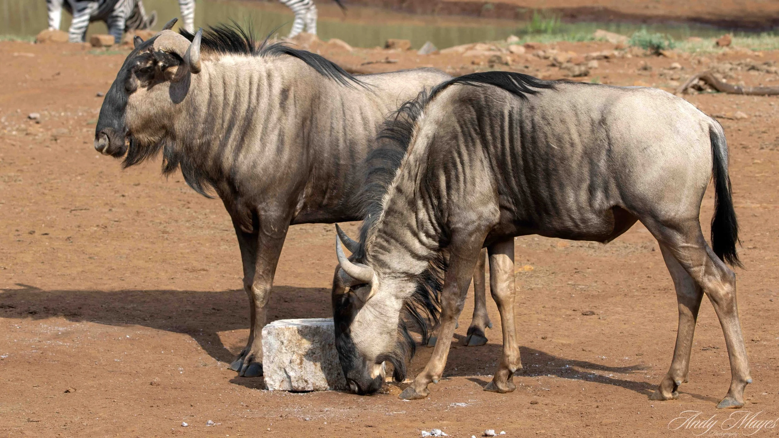 Pilanesberg - 2025-02-02 (373) pp (na).jpg