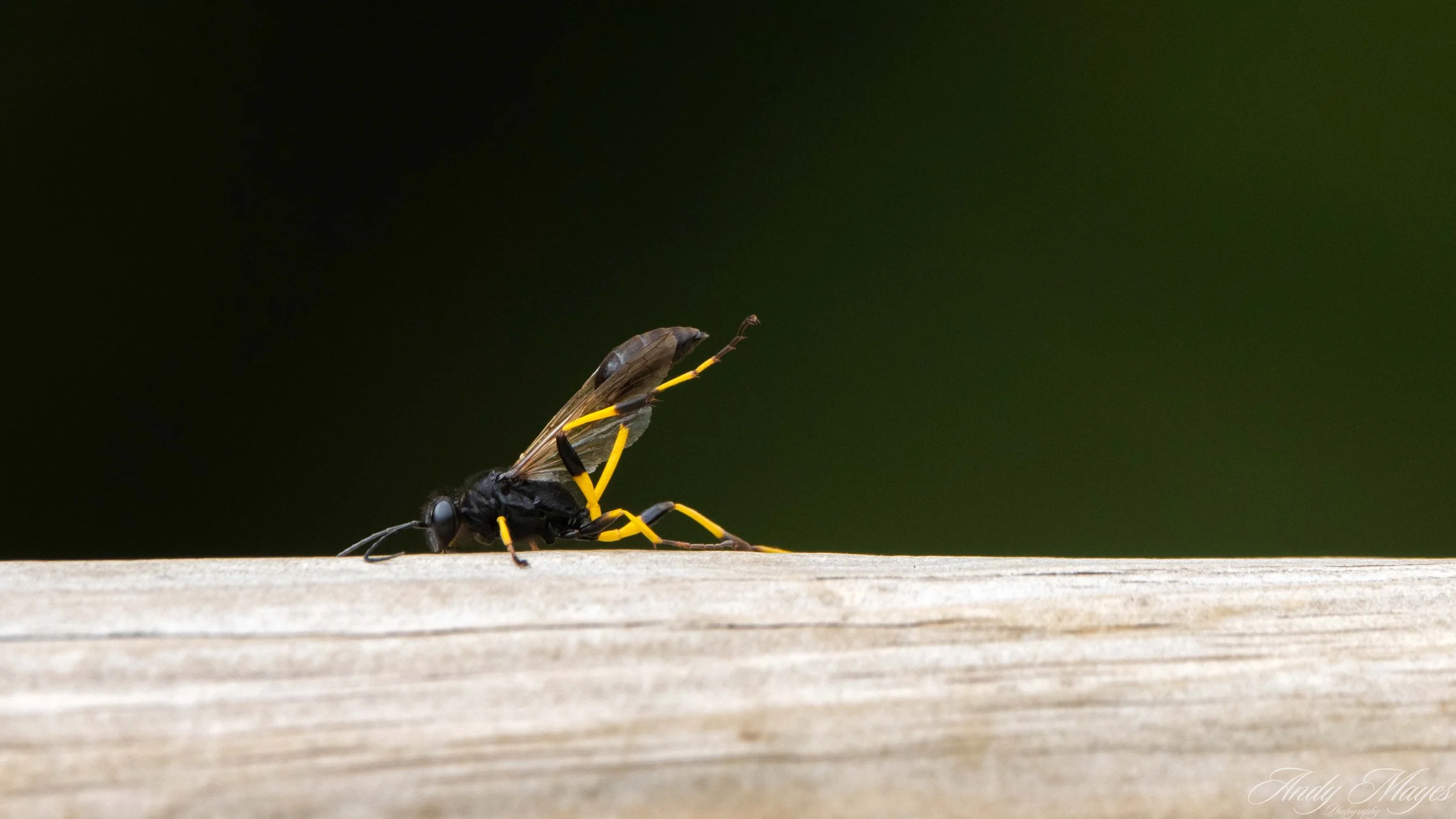 Walter Sisulu Botanical Gardens - 2025-01-18 (747) pp (pi).jpg