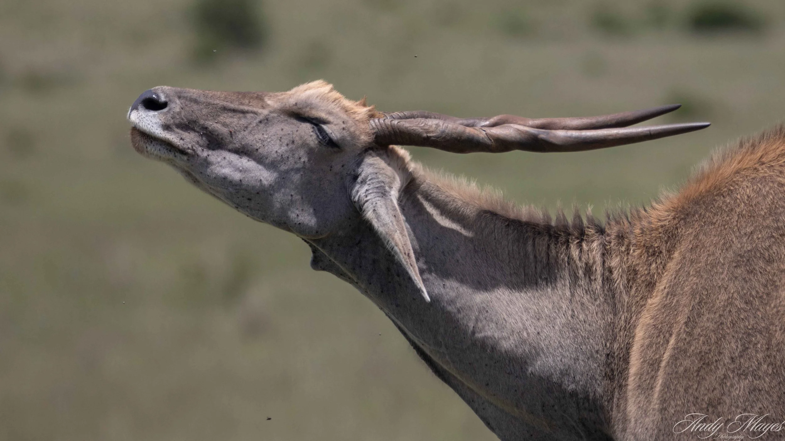 Rhino and Lion Park - 2025-12-20 (307) pp (na).jpg