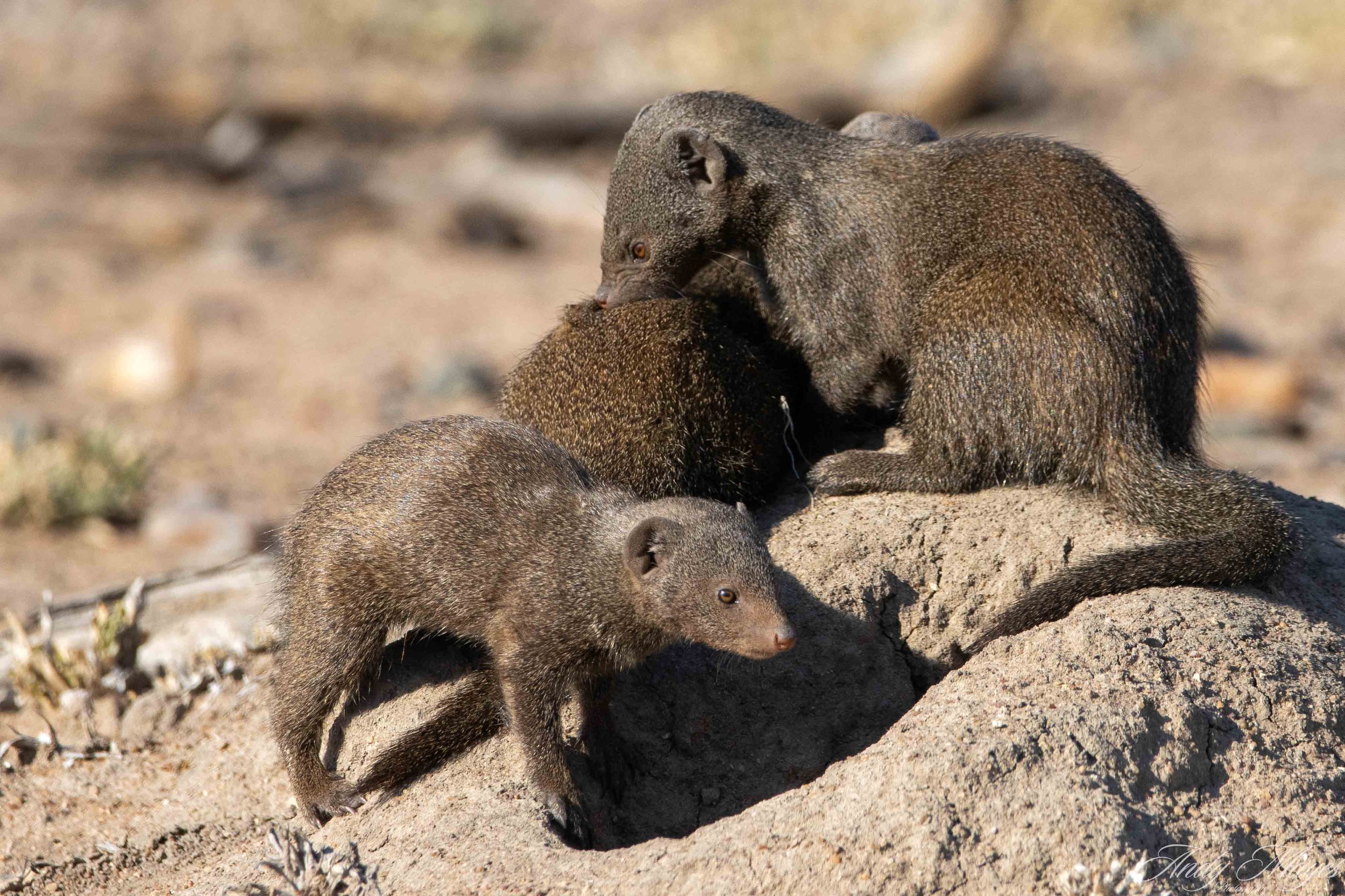 Kruger Park - 2025-06-02 (502) pp (na).jpg