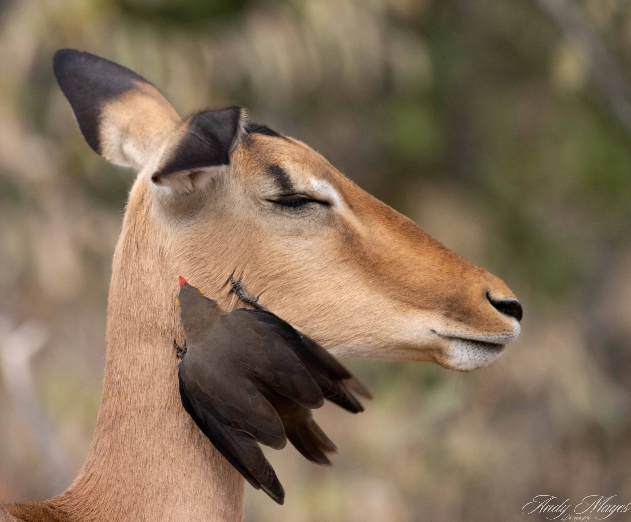 Kruger Park - 2025-05-05 (179) pp (na).jpg