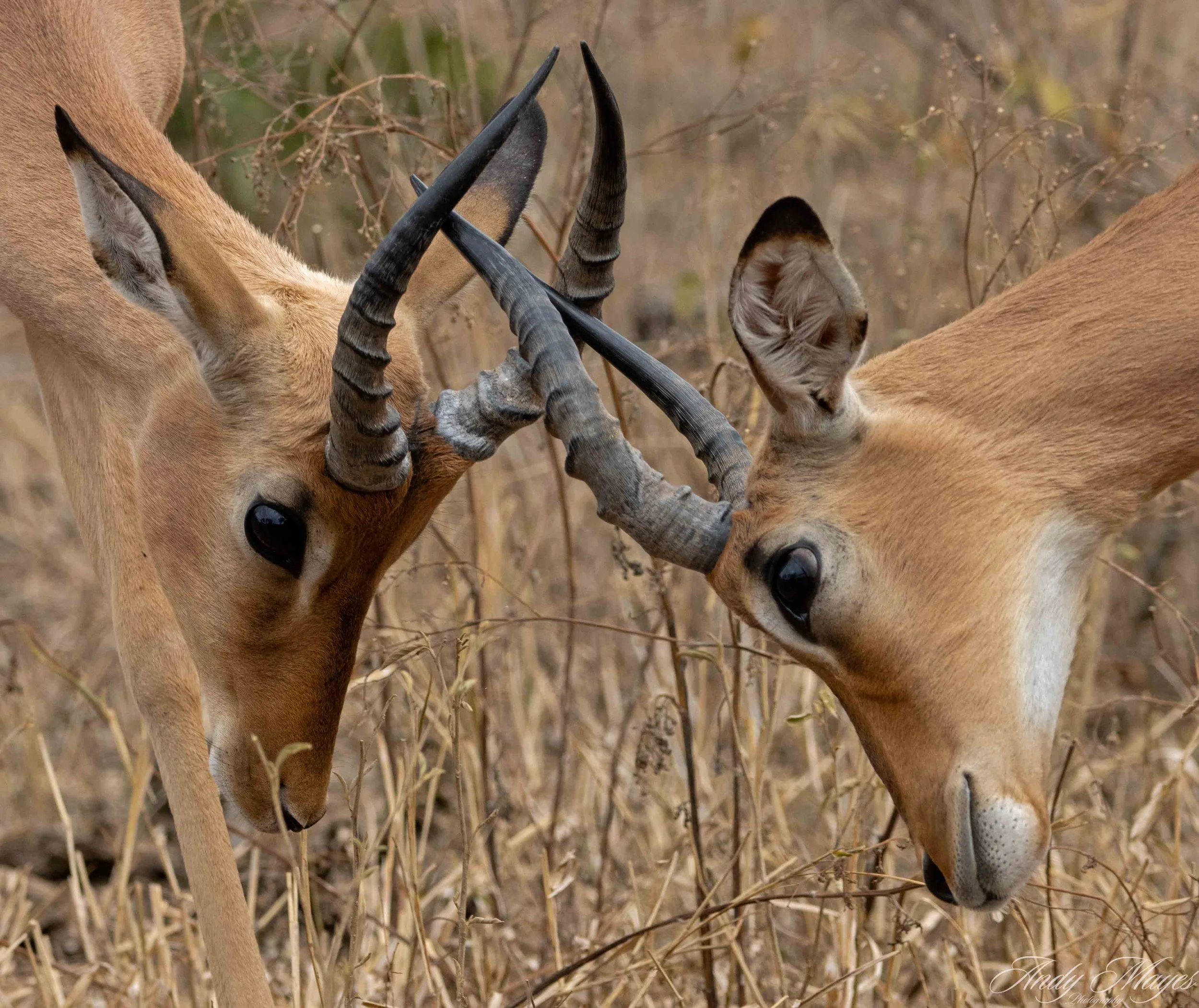 Kruger Park - 2025-05-05 (931) pp (na).jpg