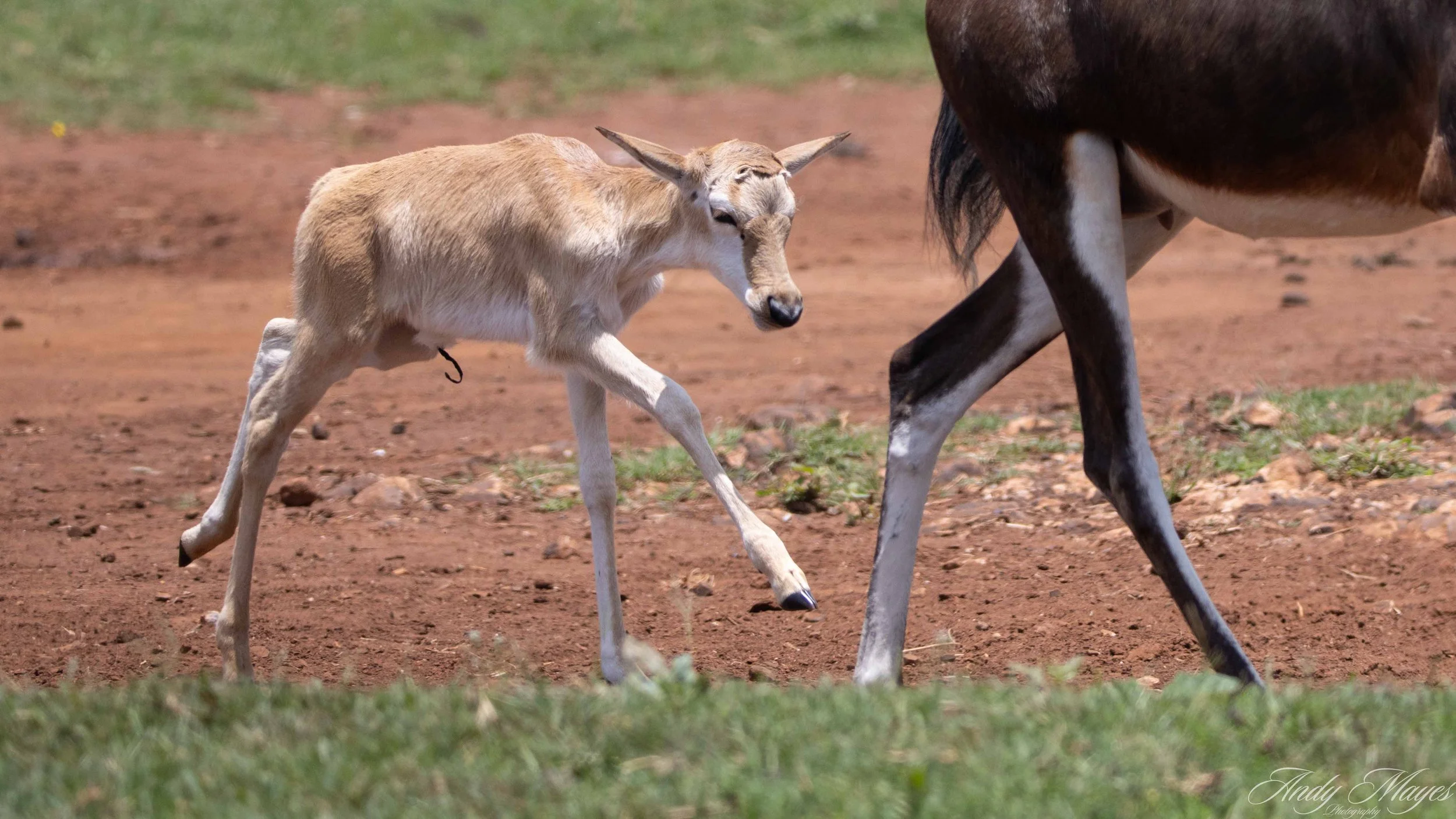 Rhino and Lion Park - 2025-12-20 (439) pp (na).jpg