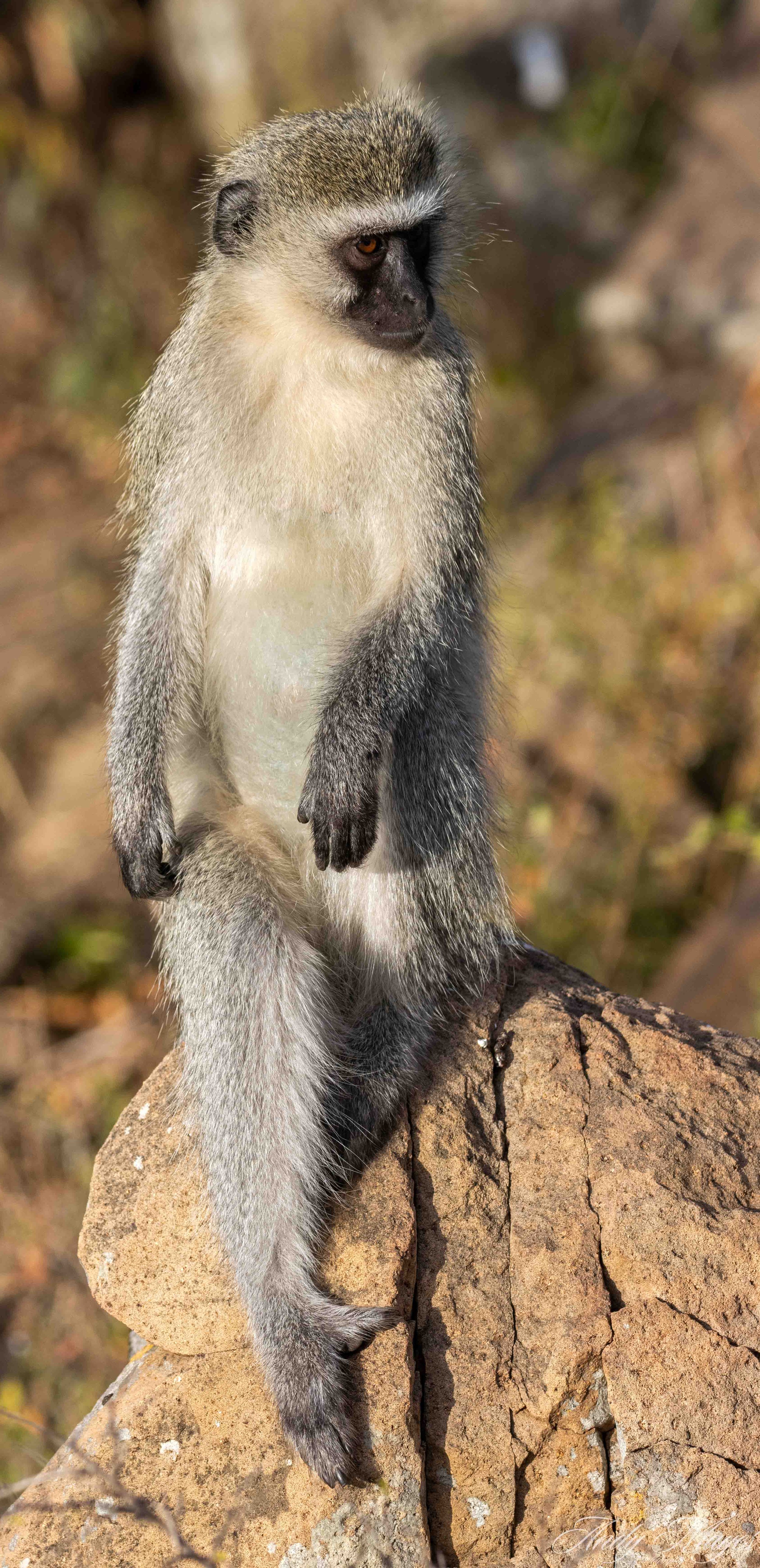 Kruger Park - 2025-05-31 (196) pp (na).jpg