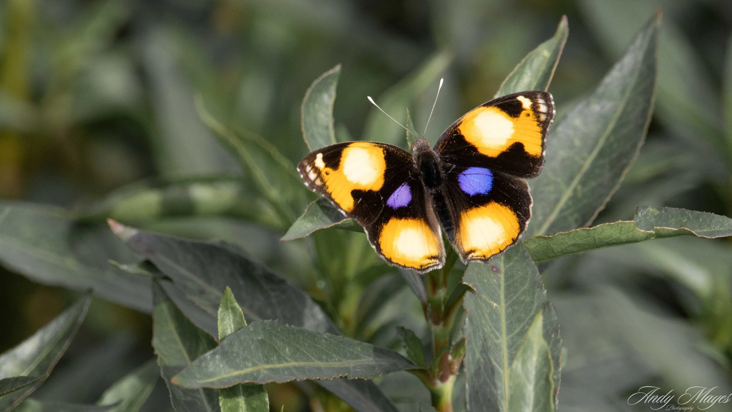 President Ridge - 2025-03-17 (344) pp (na).jpg