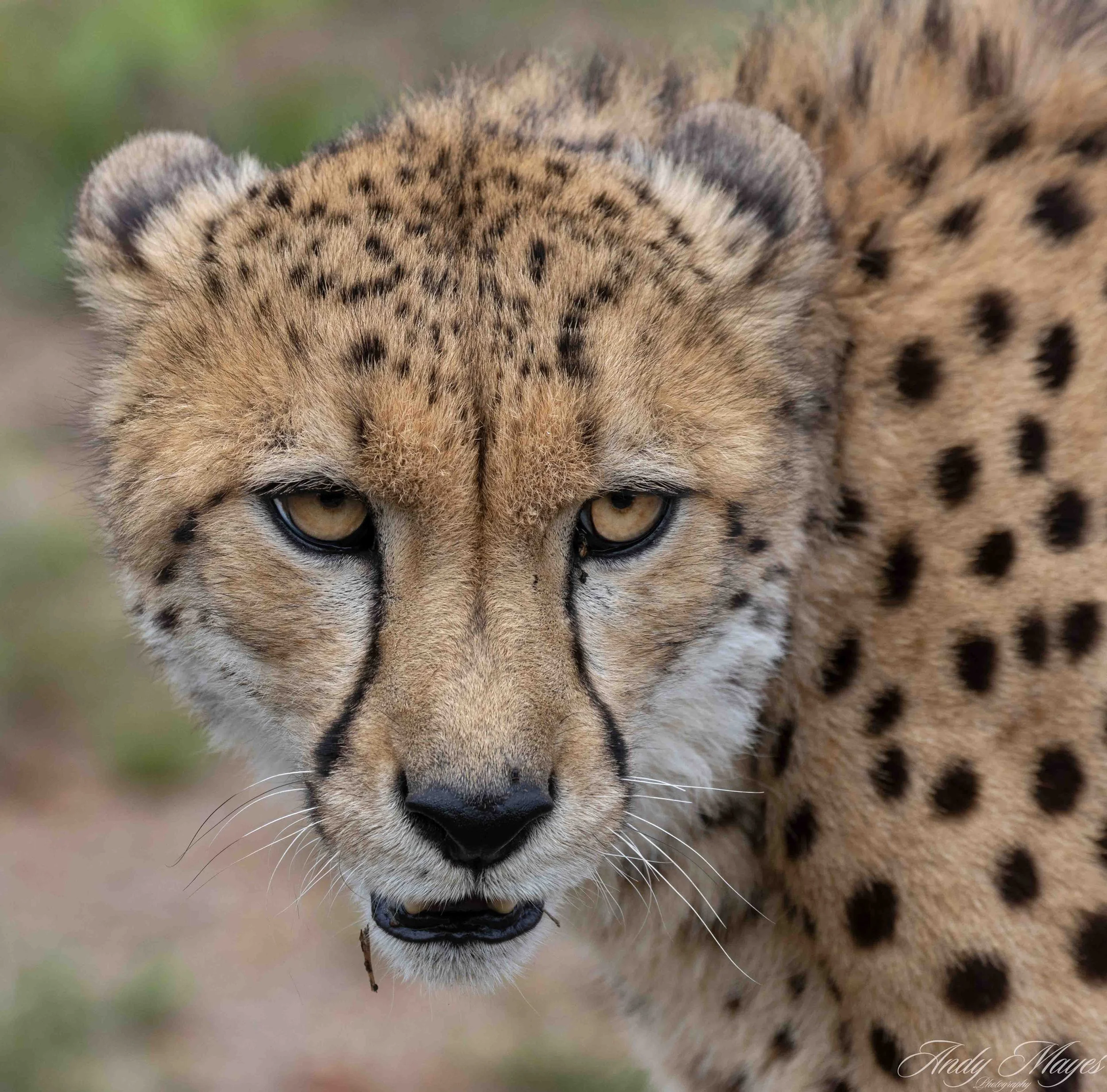 De Wildt - 2025-11-02 (588) pp (na).jpg