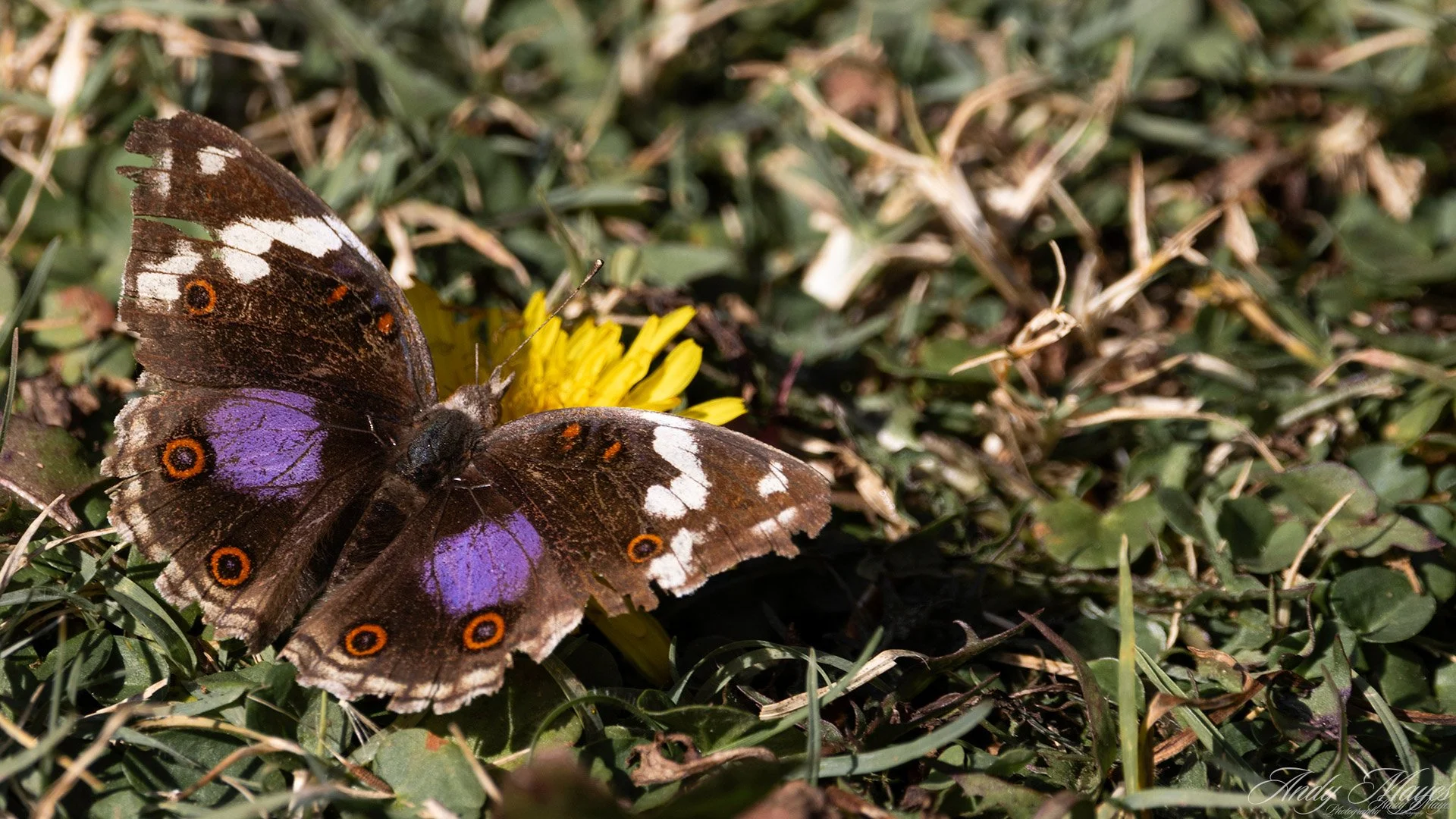 Walter Sisulu Gardens - 2025-05-17 (233) pp (sm).jpg