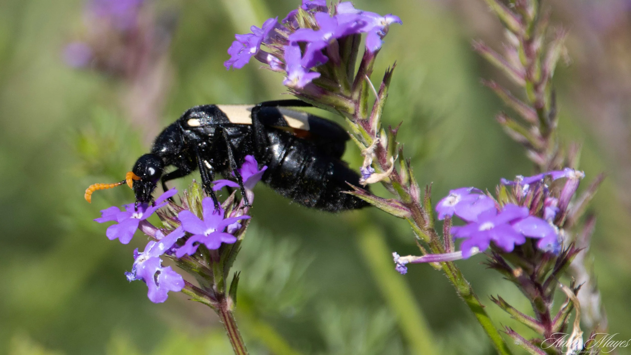 Rhino and Lion Park - 2025-12-20 (63) pp (na).jpg