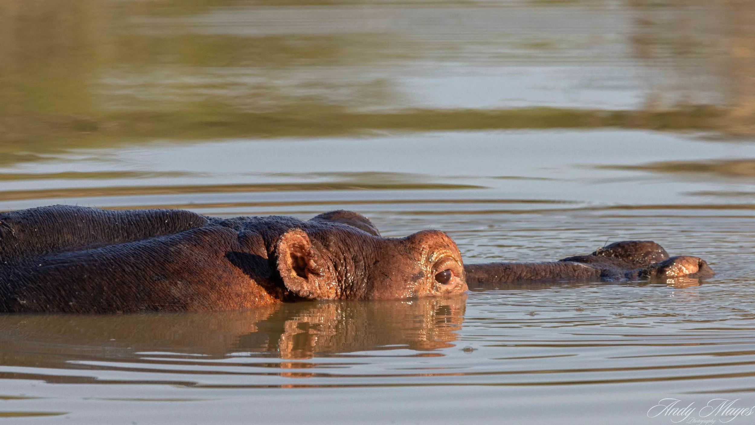 Kruger Park - 2025-06-02 (400) pp (na).jpg