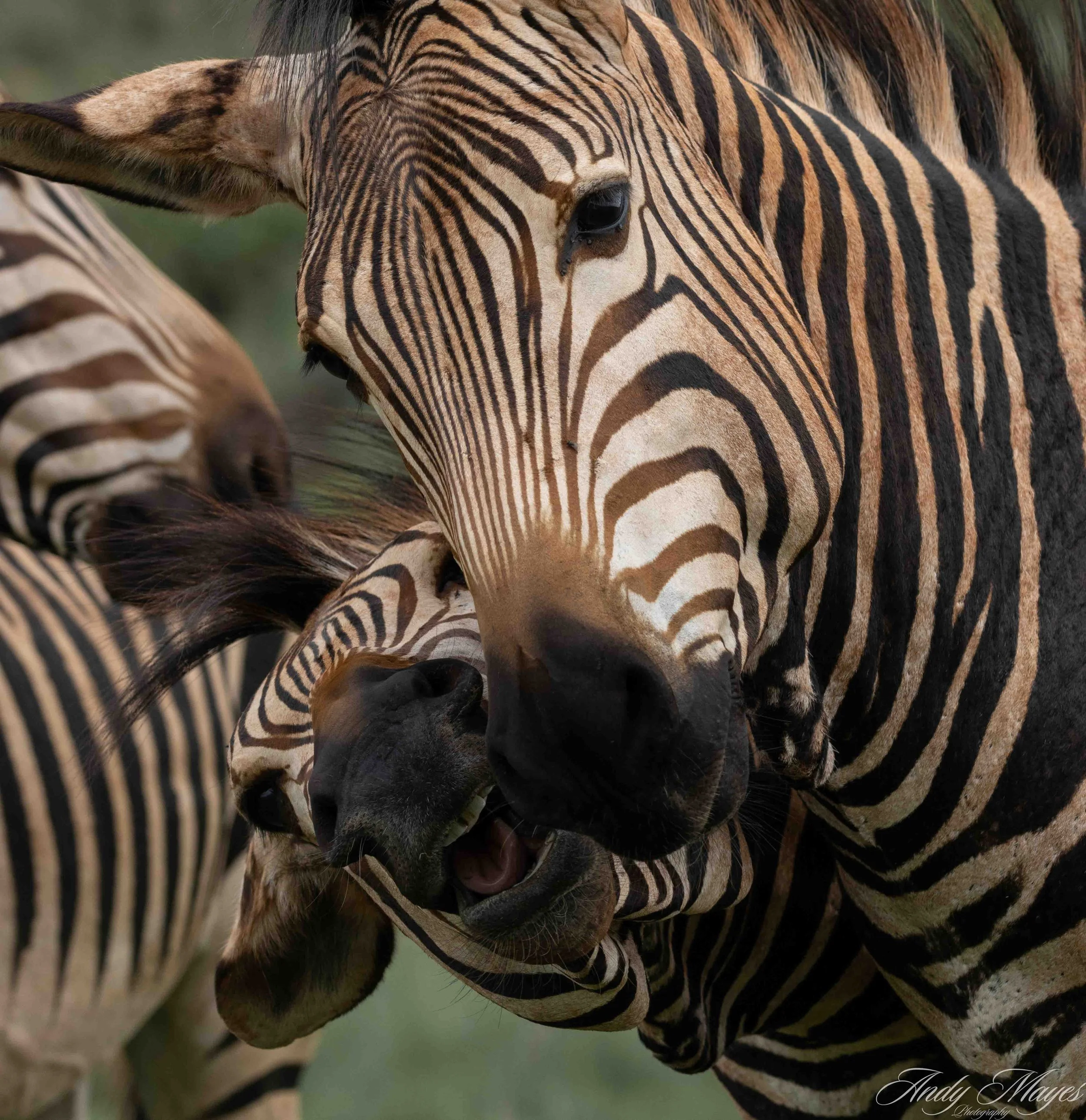 Rhino and Lion Park - 2025-01-04 (759) pp (na).jpg