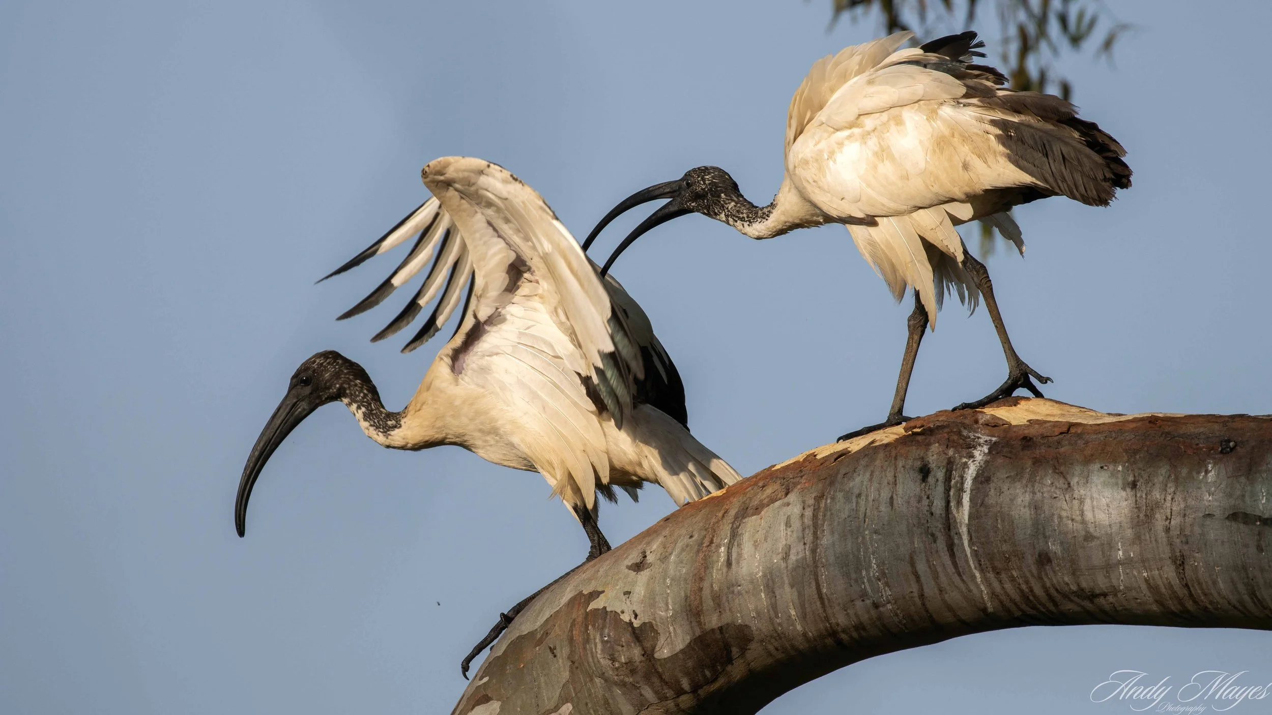 President Ridge - 2025-12-16a (21) pp (na).jpg