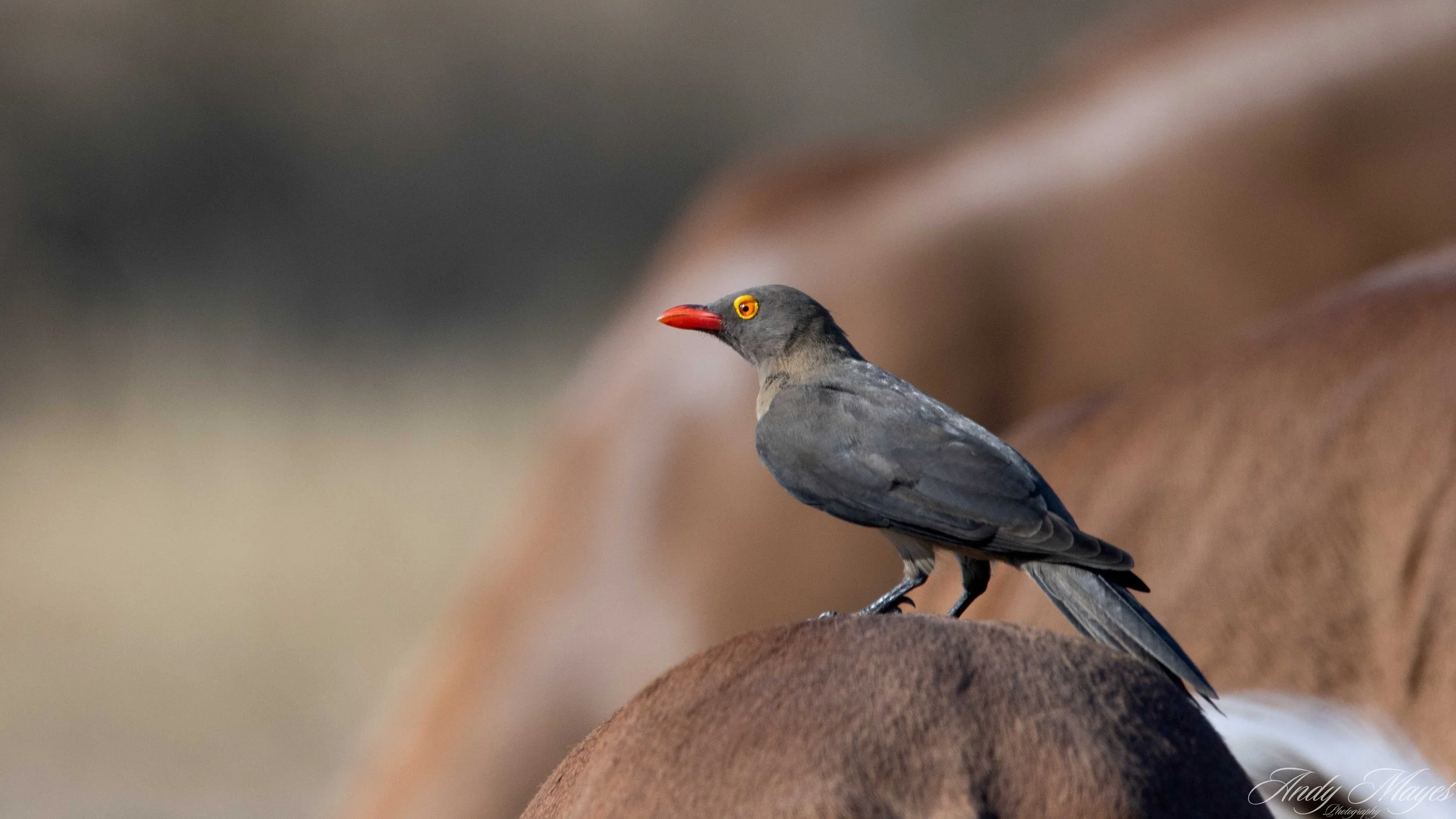 Kruger PArk - 2025-07-04 (724) pp (na).jpg