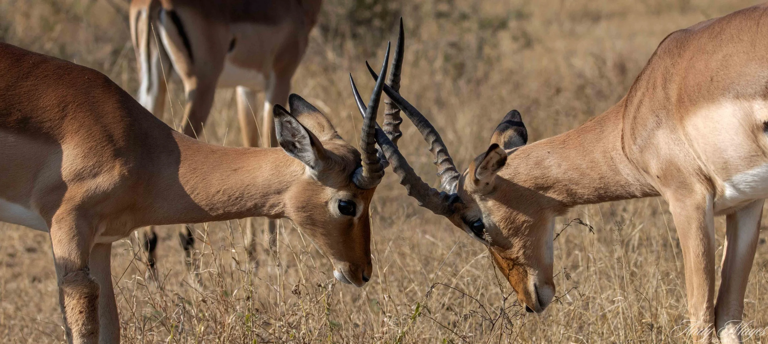 Kruger PArk - 2025-07-04 (514) pp (na).jpg
