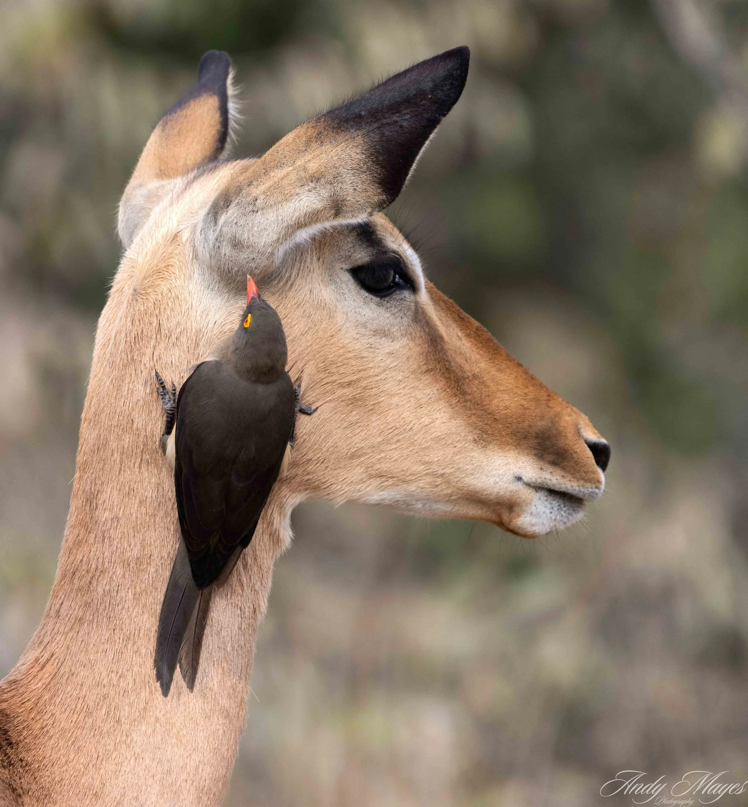 Kruger Park - 2025-05-05 (168) pp (na).jpg