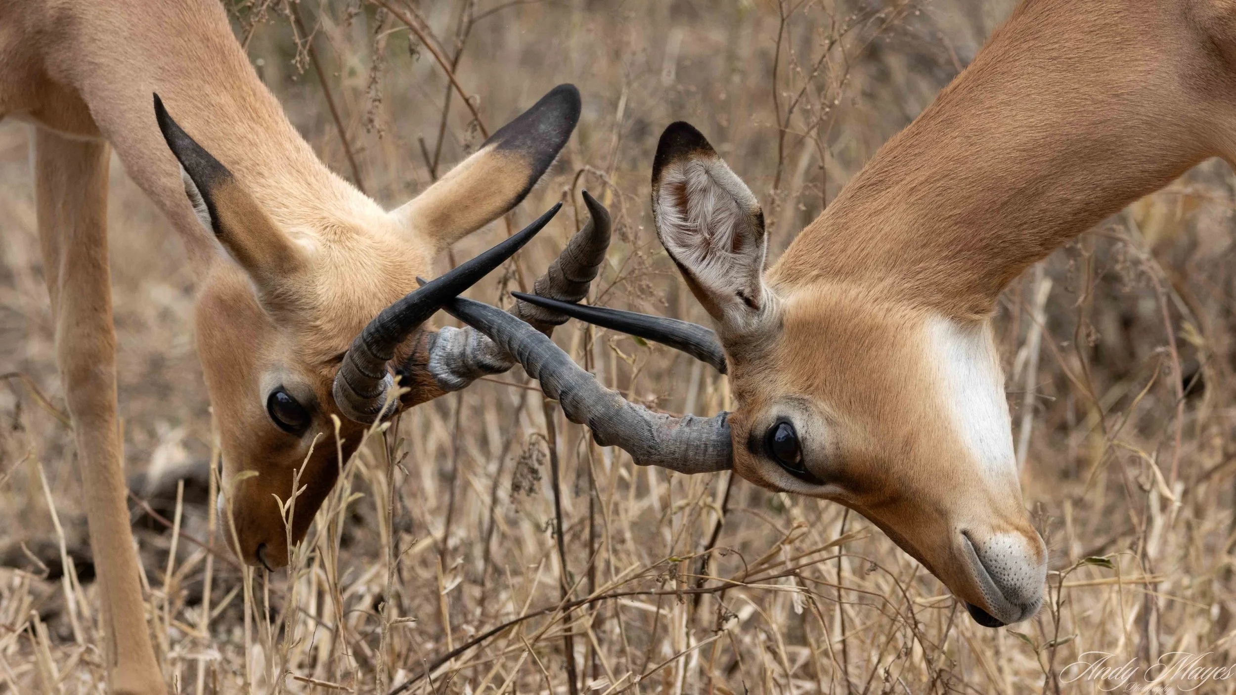 Kruger Park - 2025-05-05 (930) pp (na).jpg