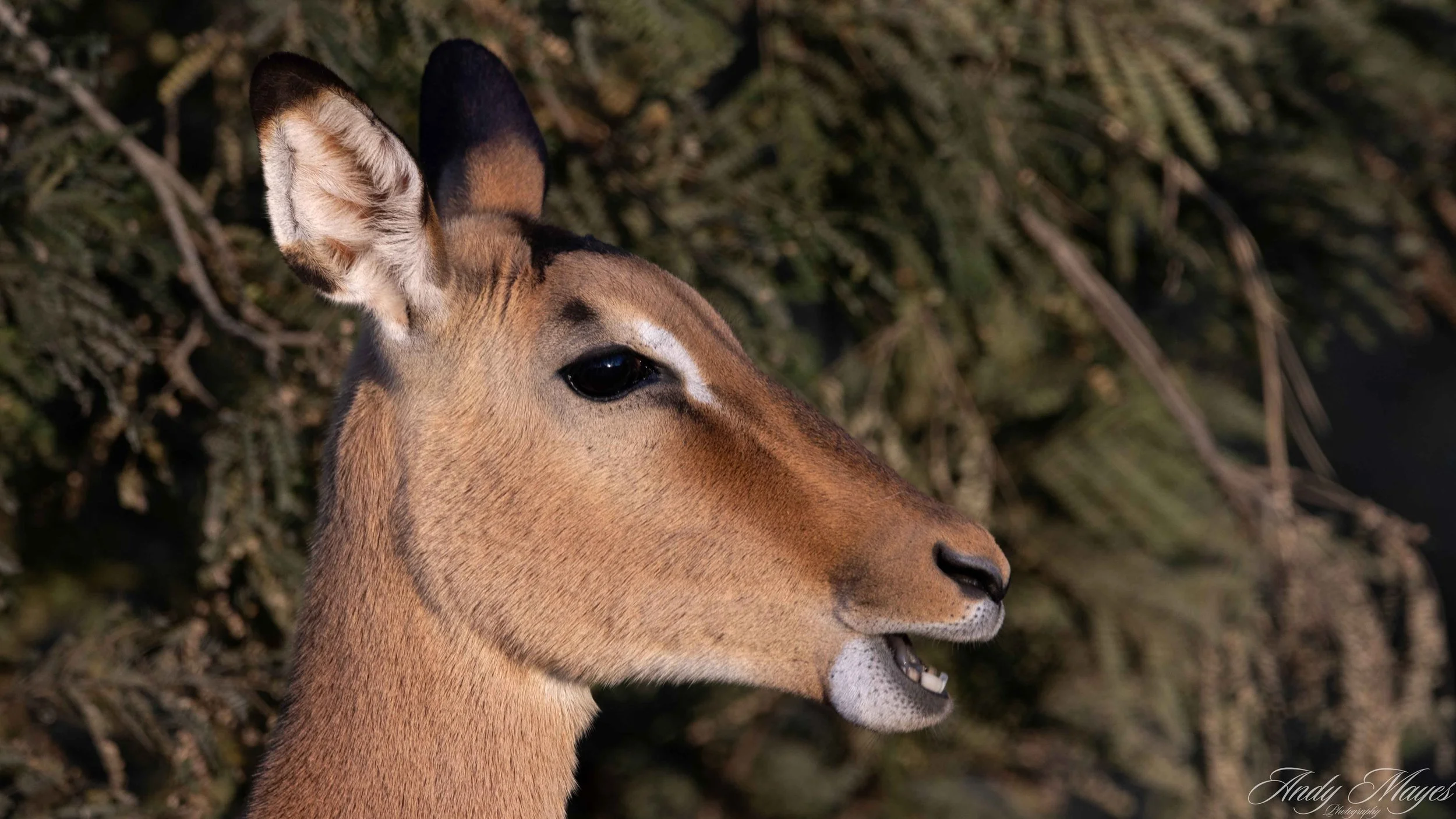 Kruger PArk - 2025-07-04 (54) pp (na).jpg