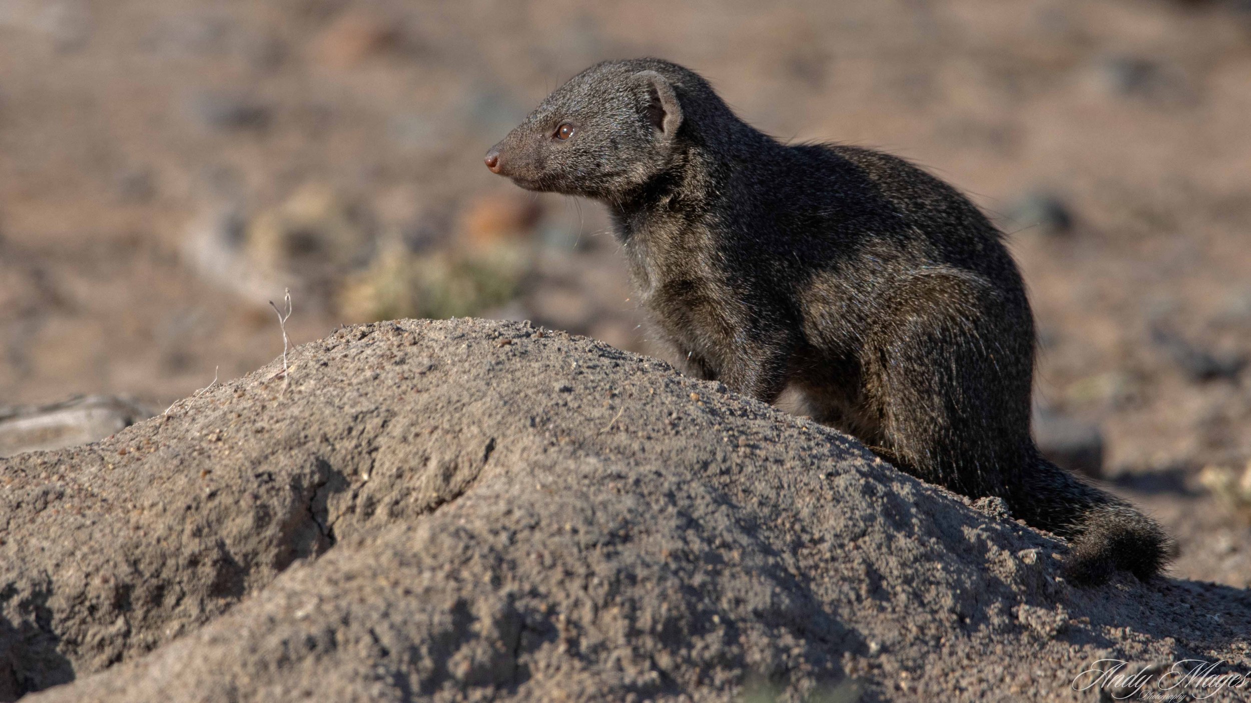 Kruger Park - 2025-06-02 (526) pp (na2).jpg