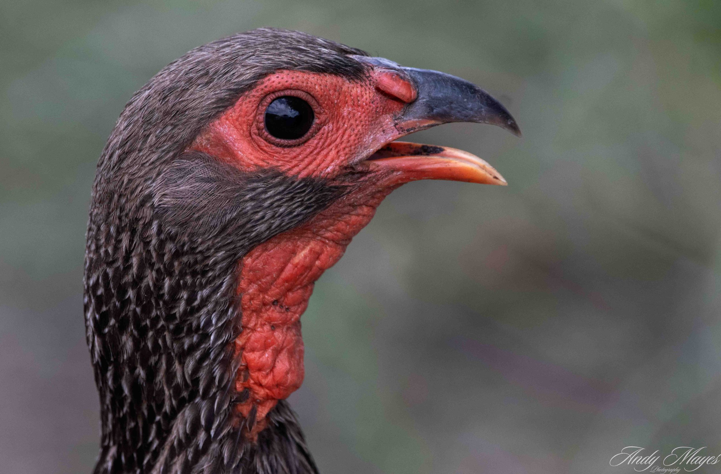 Pilanesberg - 2025-02-02 (809) pp (na).jpg