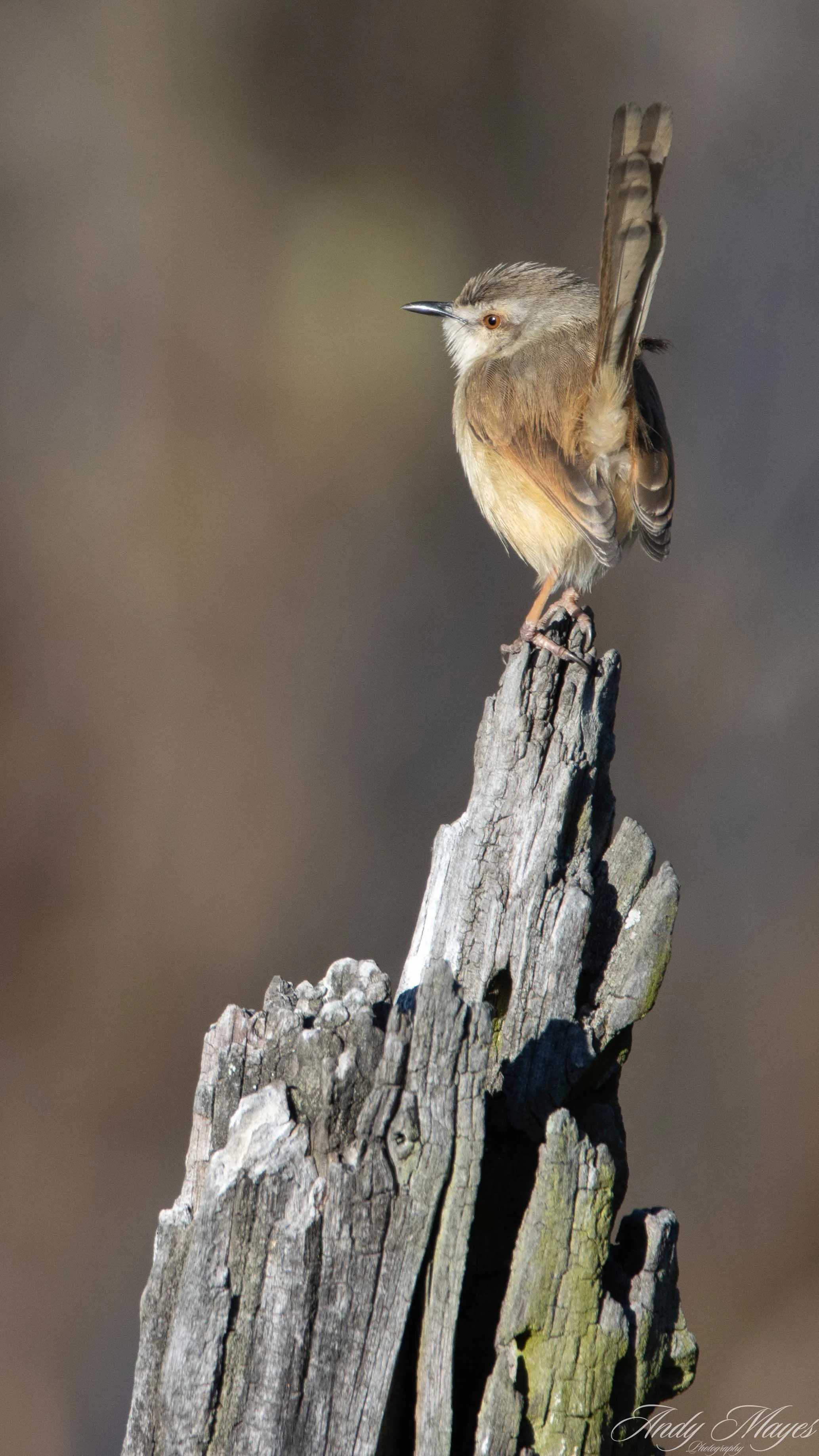 President Ridge - 2025-07-07 (98) pp (na).jpg