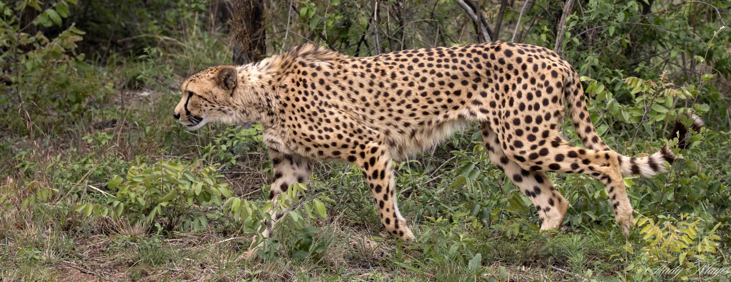 De Wildt - 2025-11-02 (691) pp (na).jpg