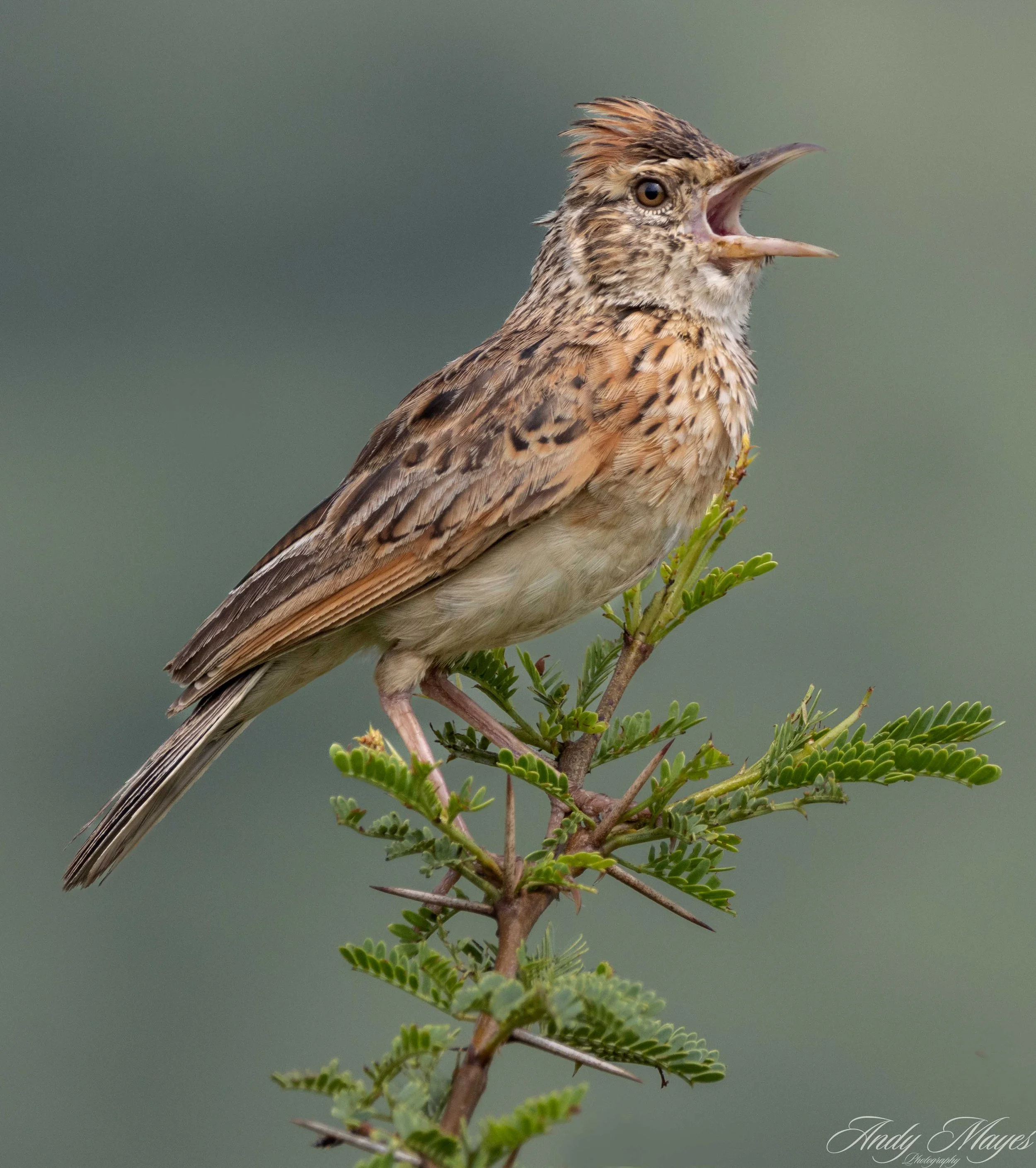 Pilanesberg - 2025-02-02 (15) pp (pi).jpg