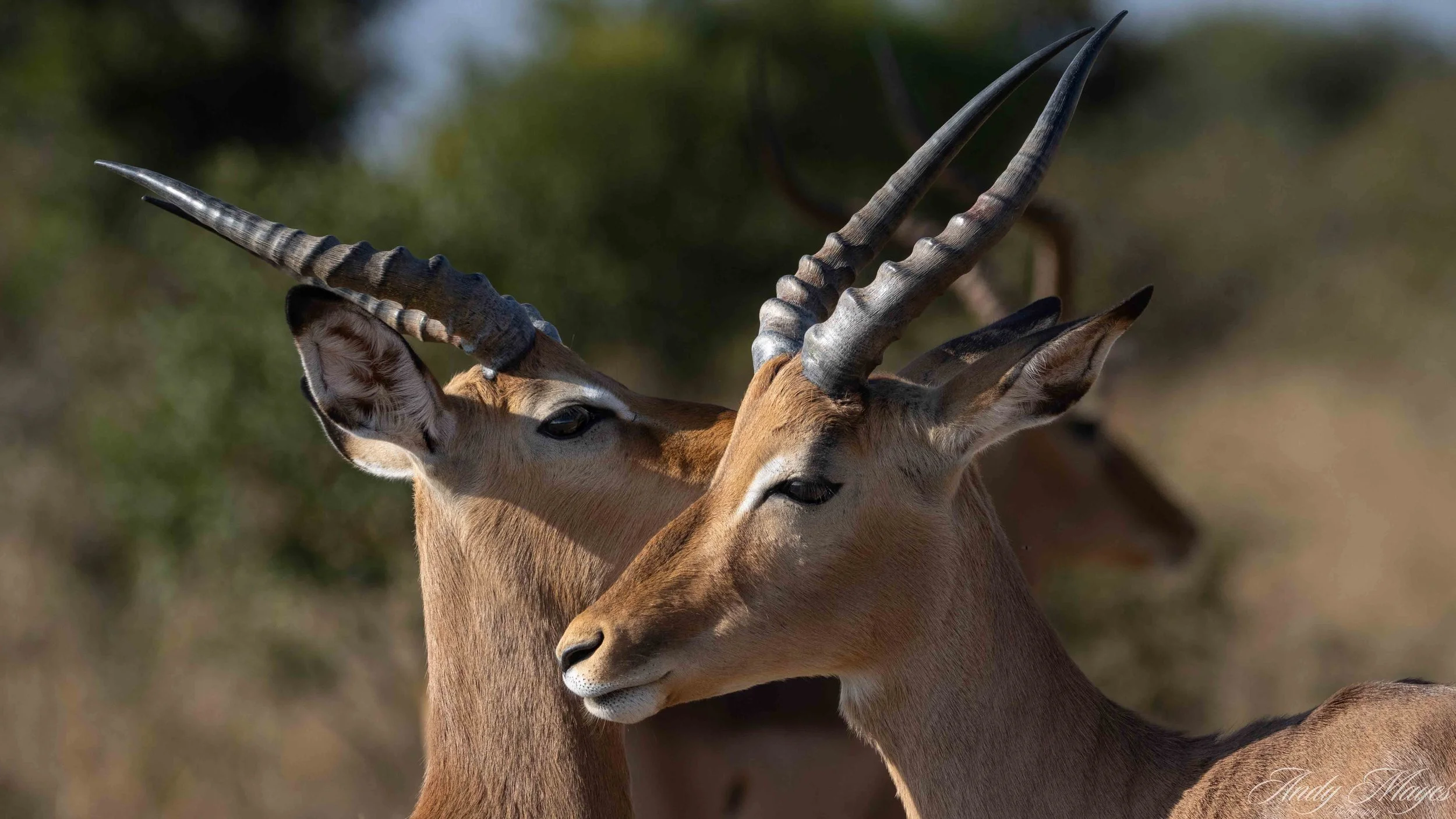 Kruger PArk - 2025-07-04 (529) pp (na).jpg