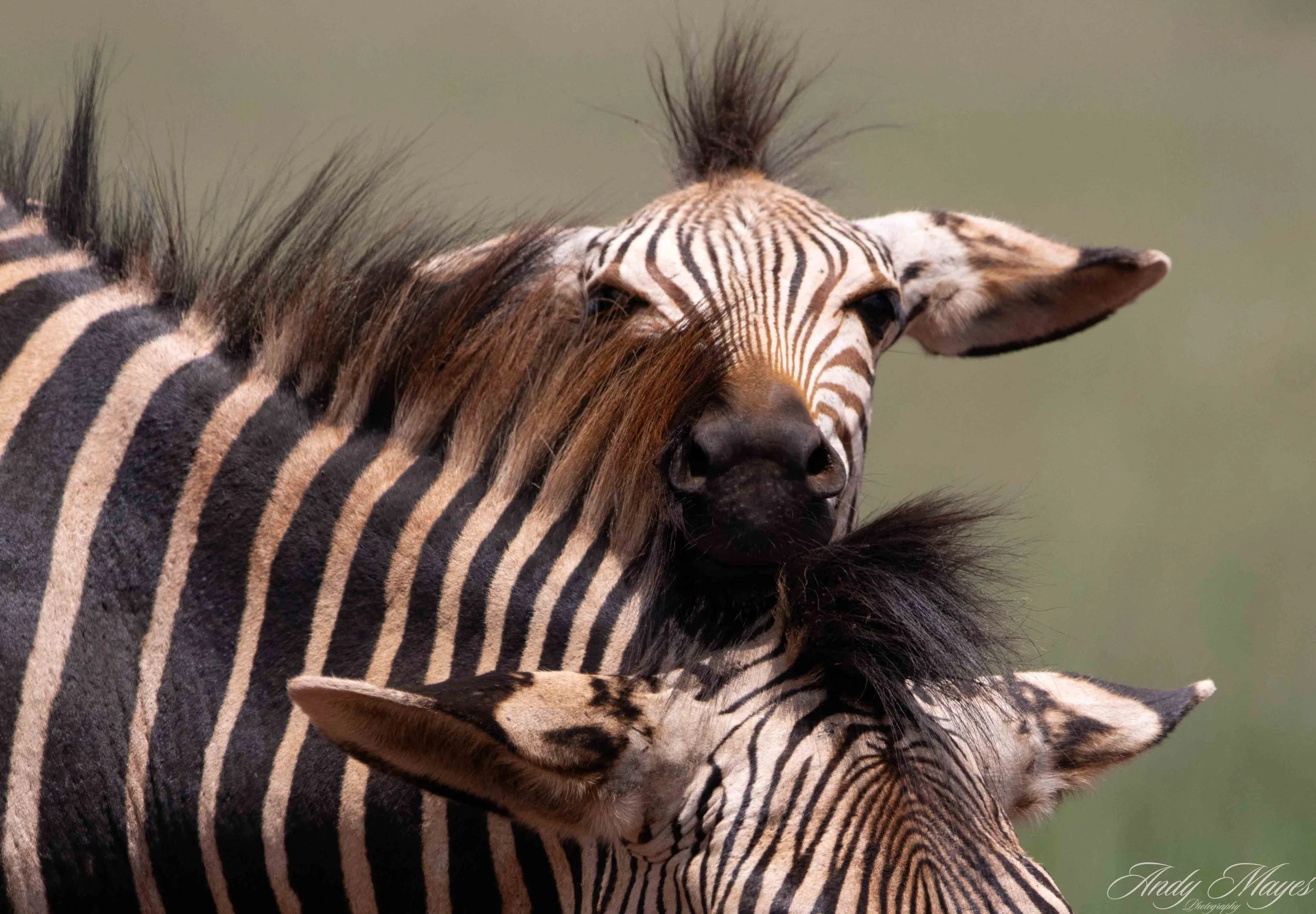 Rhino and Lion Park - 2025-12-20 (456) pp (na).jpg