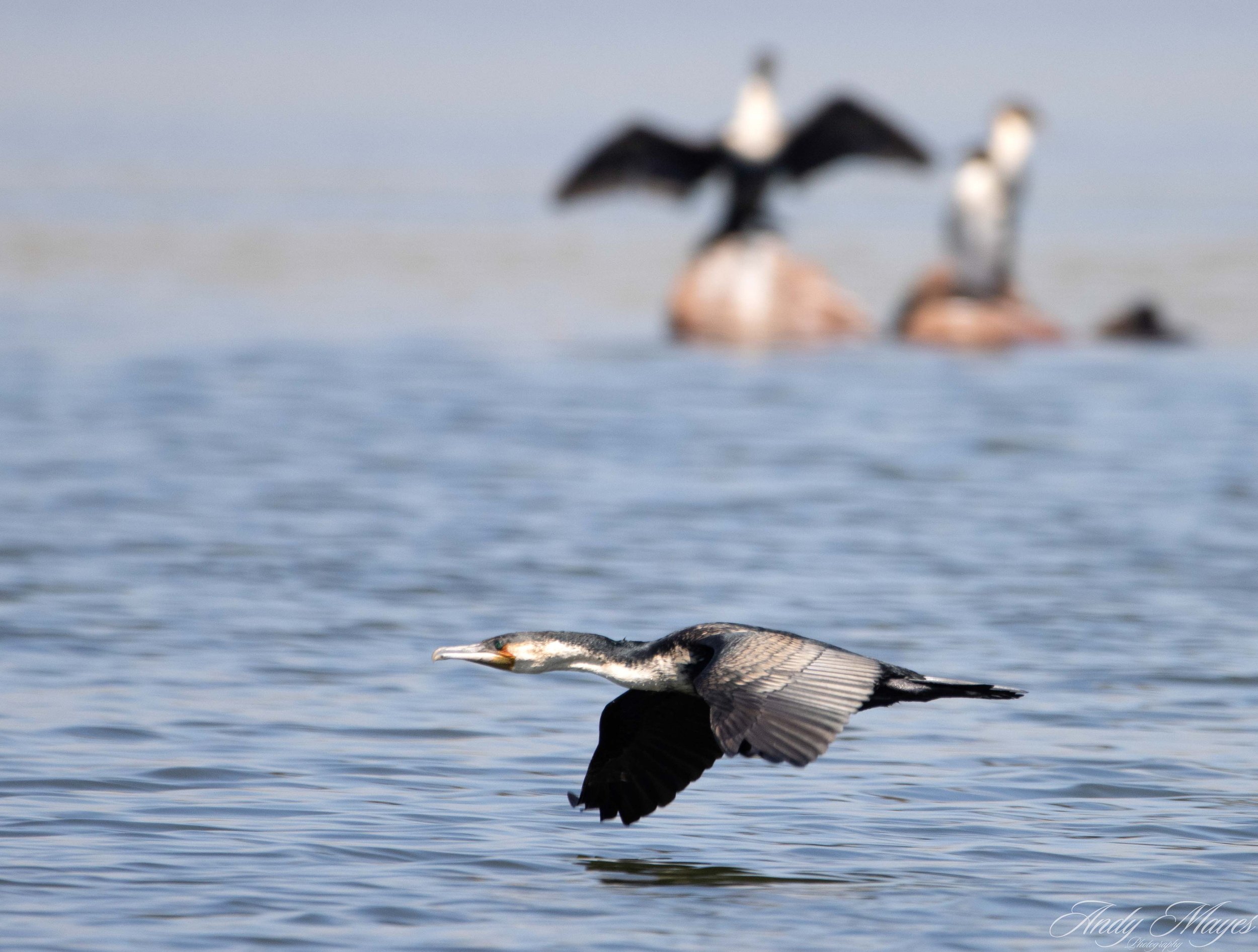 Rietvlei - 2025-03-07 (101) pp (na).jpg