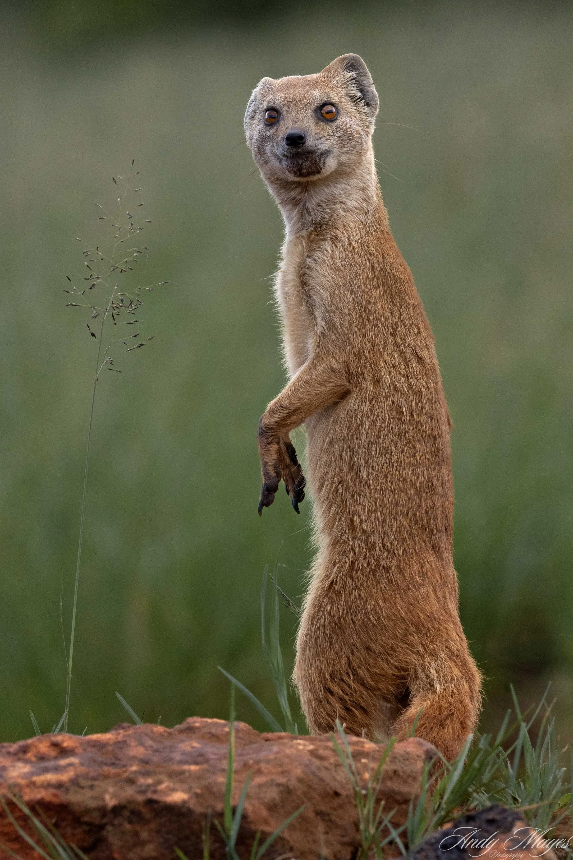 Rhino and Lion Park - 2025-01-04 (233) pp (na).jpg