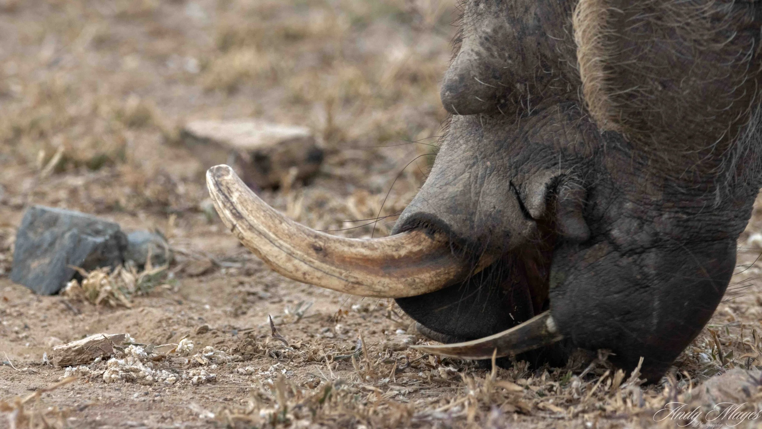 Kruger Park - 2025-05-05 (400) pp (na).jpg