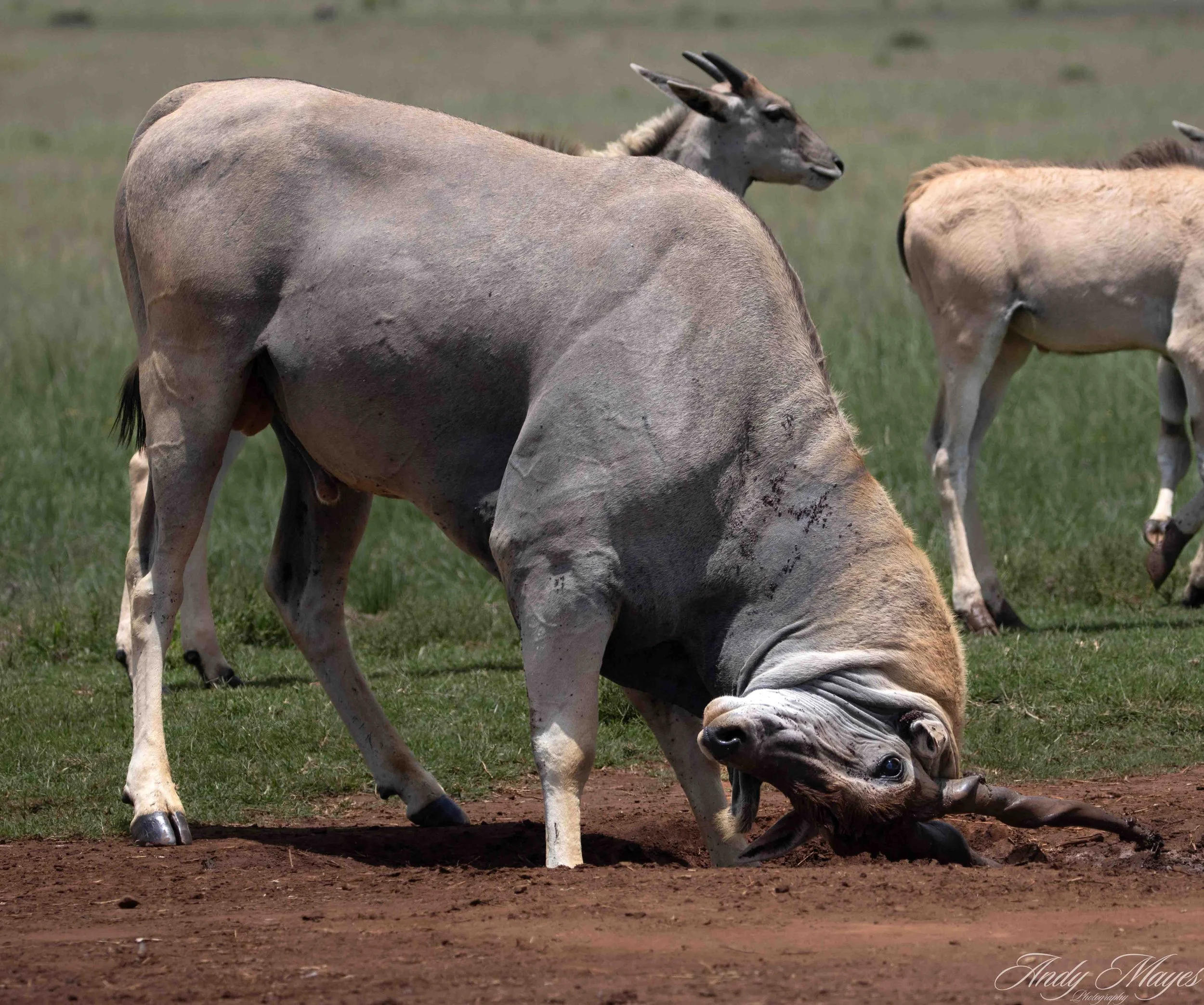 Rhino and Lion Park - 2025-12-20 (376) pp (na).jpg