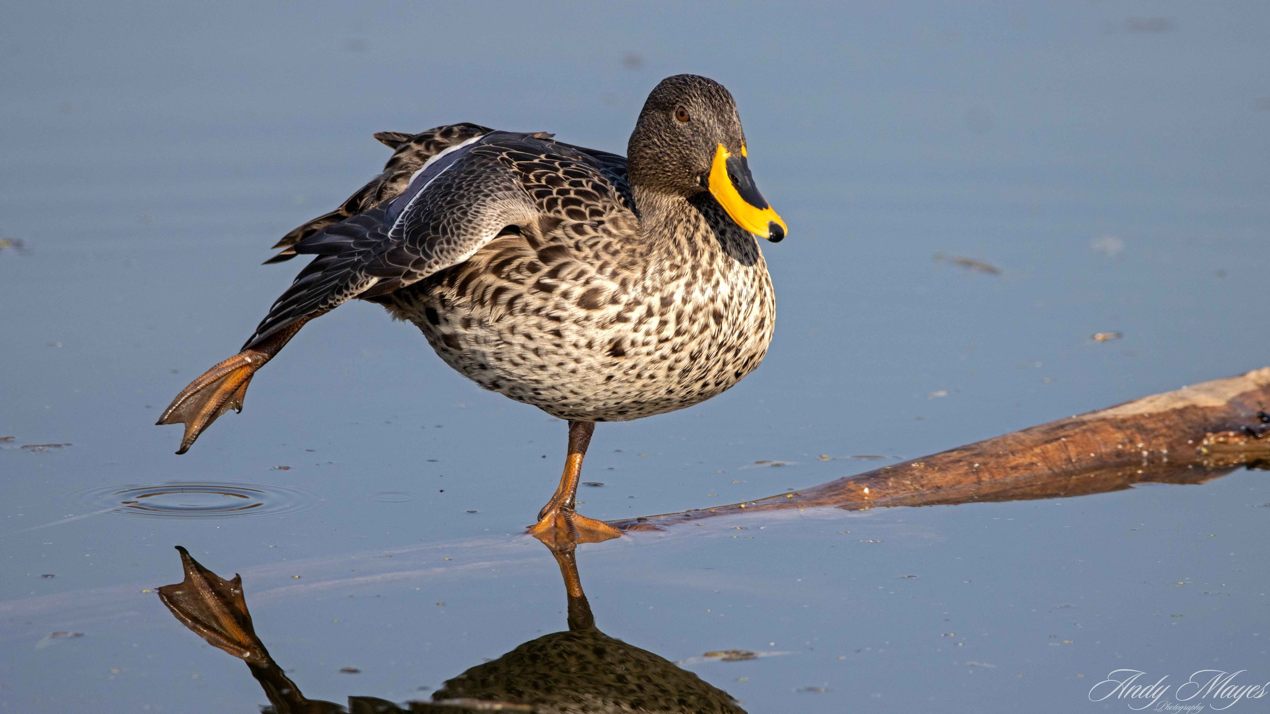 President Ridge - 2025-07-12 (932) pp (na).jpg