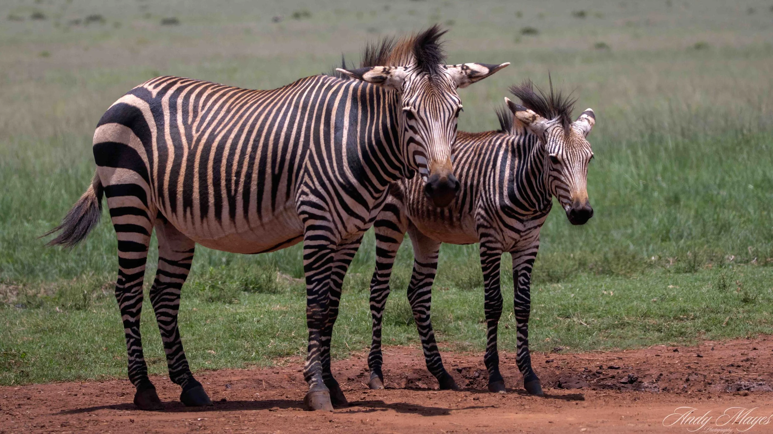 Rhino and Lion Park - 2025-12-20 (434) pp (na).jpg