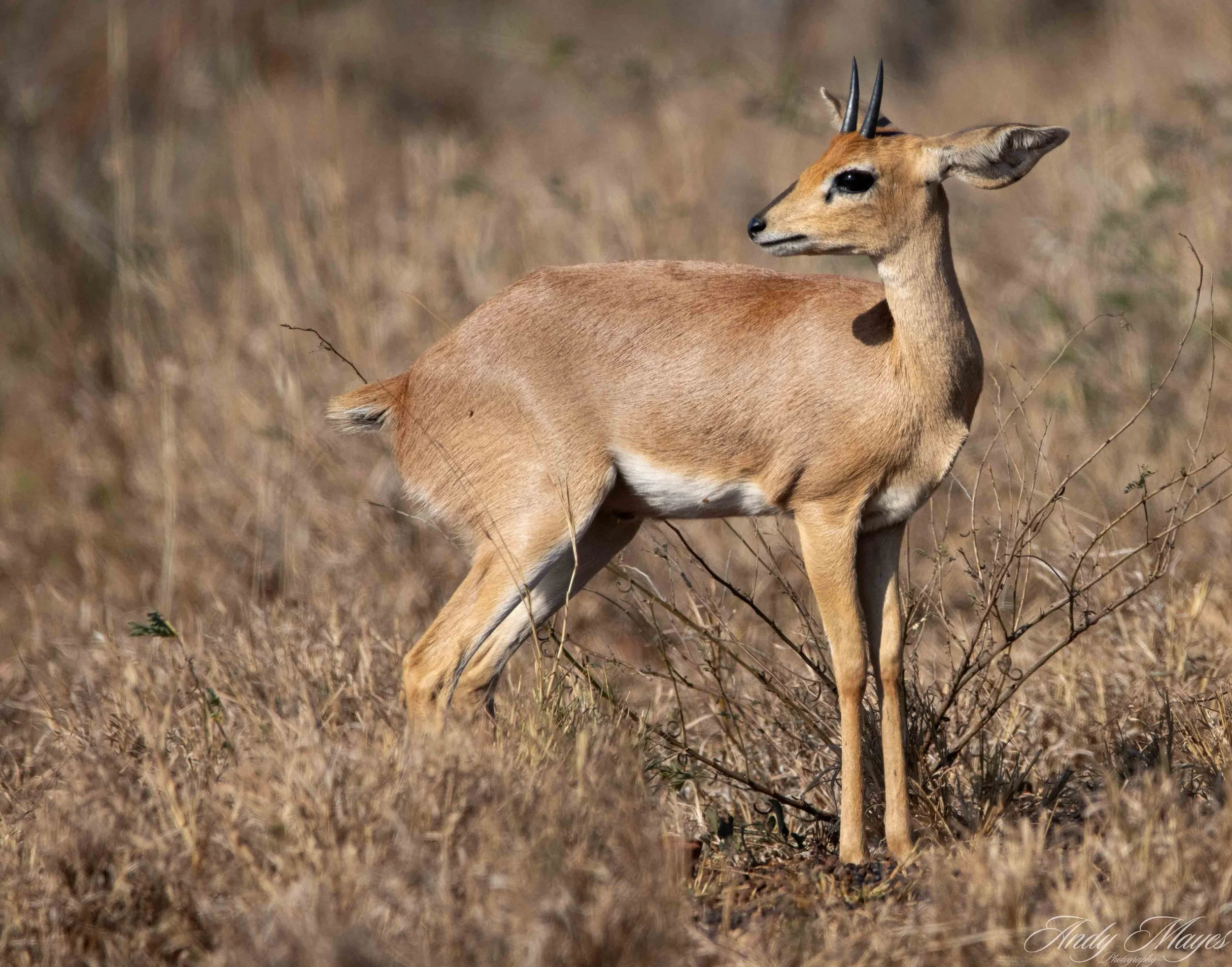 Kruger PArk - 2025-07-04 (654) pp (na).jpg
