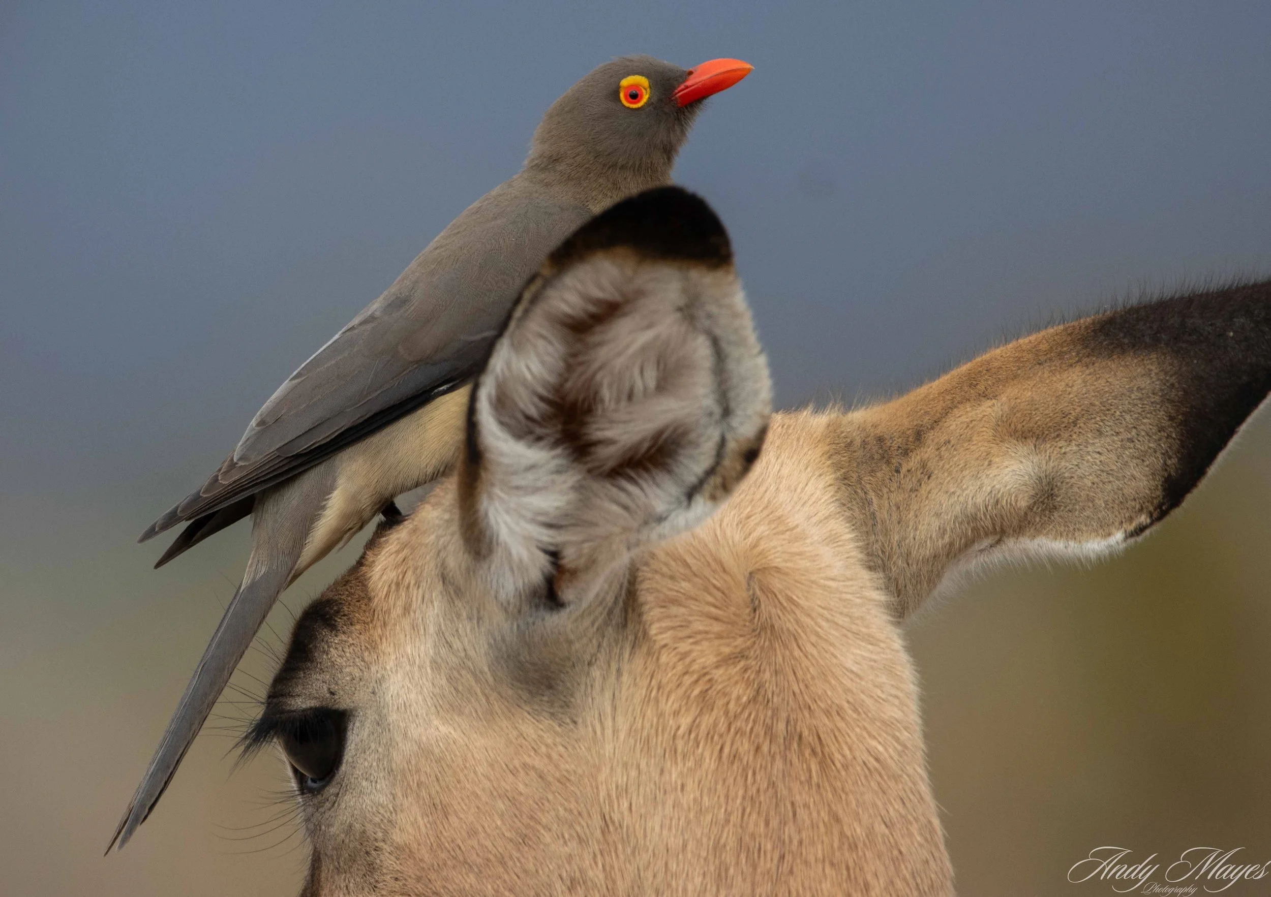 Kruger Park - 2025-05-05 (230) pp (na).jpg