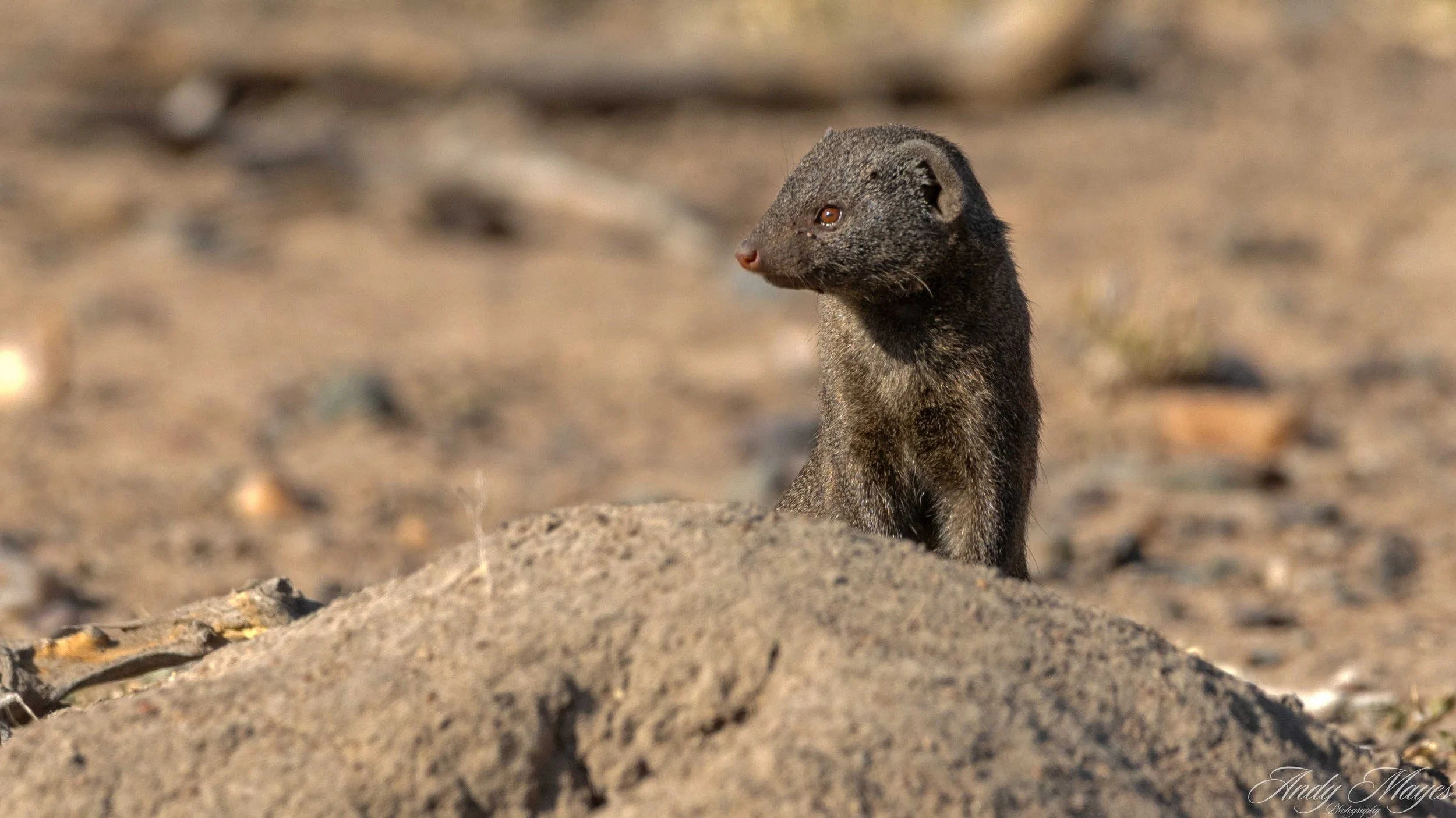 Kruger Park - 2025-06-02 (583) pp (na).jpg