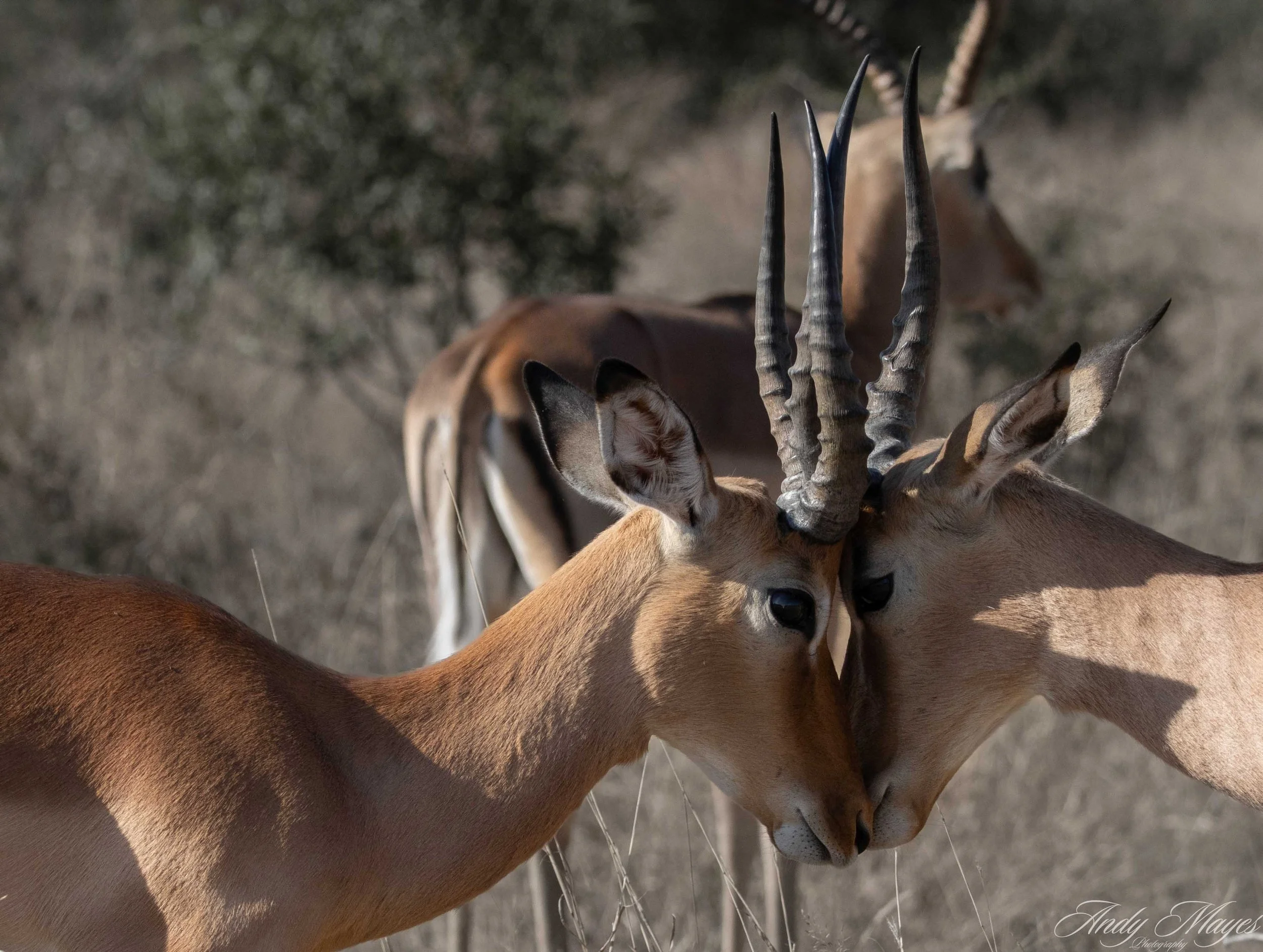 Kruger PArk - 2025-07-04 (519) pp (na).jpg