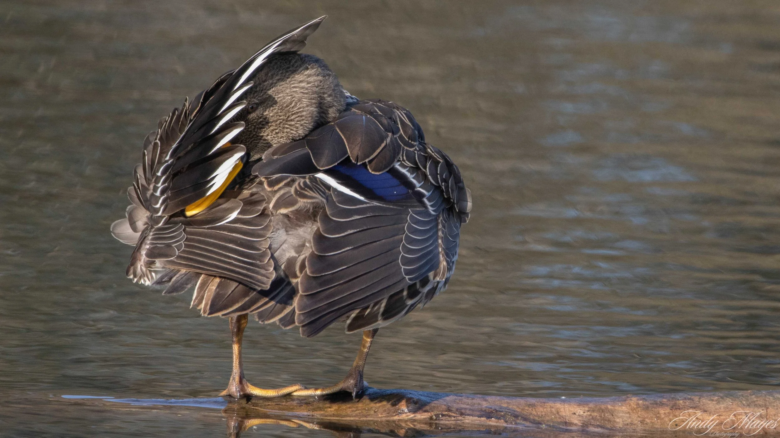 President Ridge - 2025-06-30 (586) pp (na).jpg