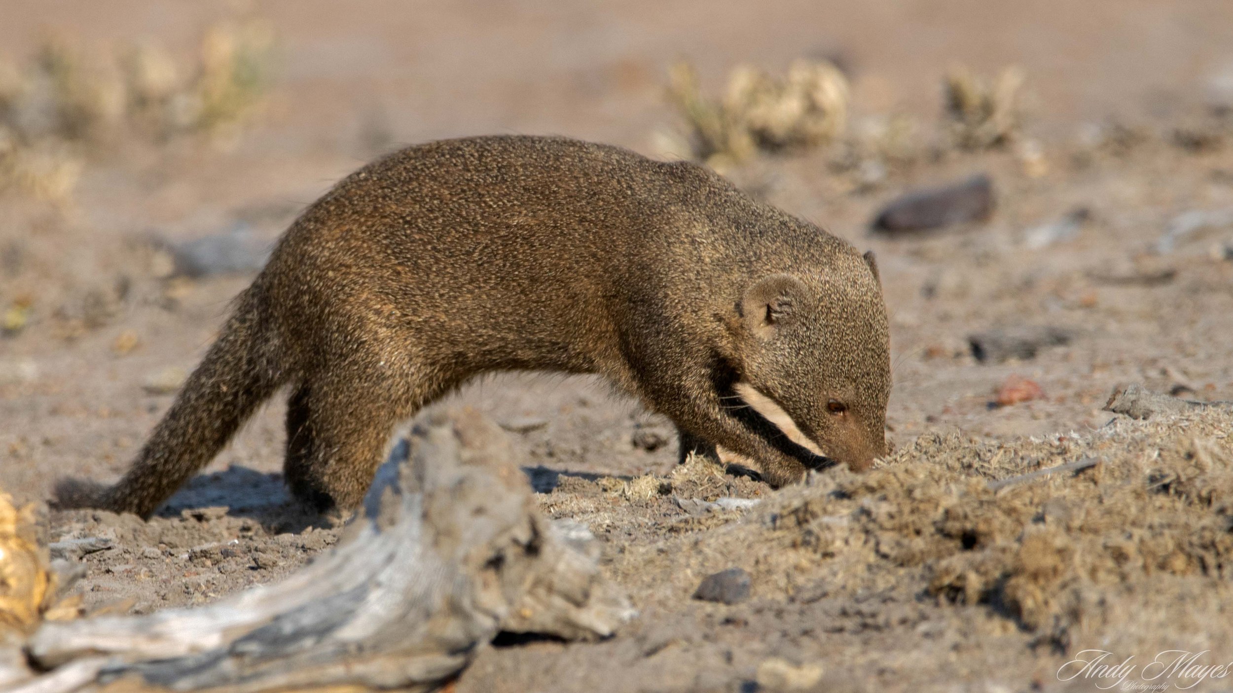 Kruger Park - 2025-06-03 (94) pp (na).jpg