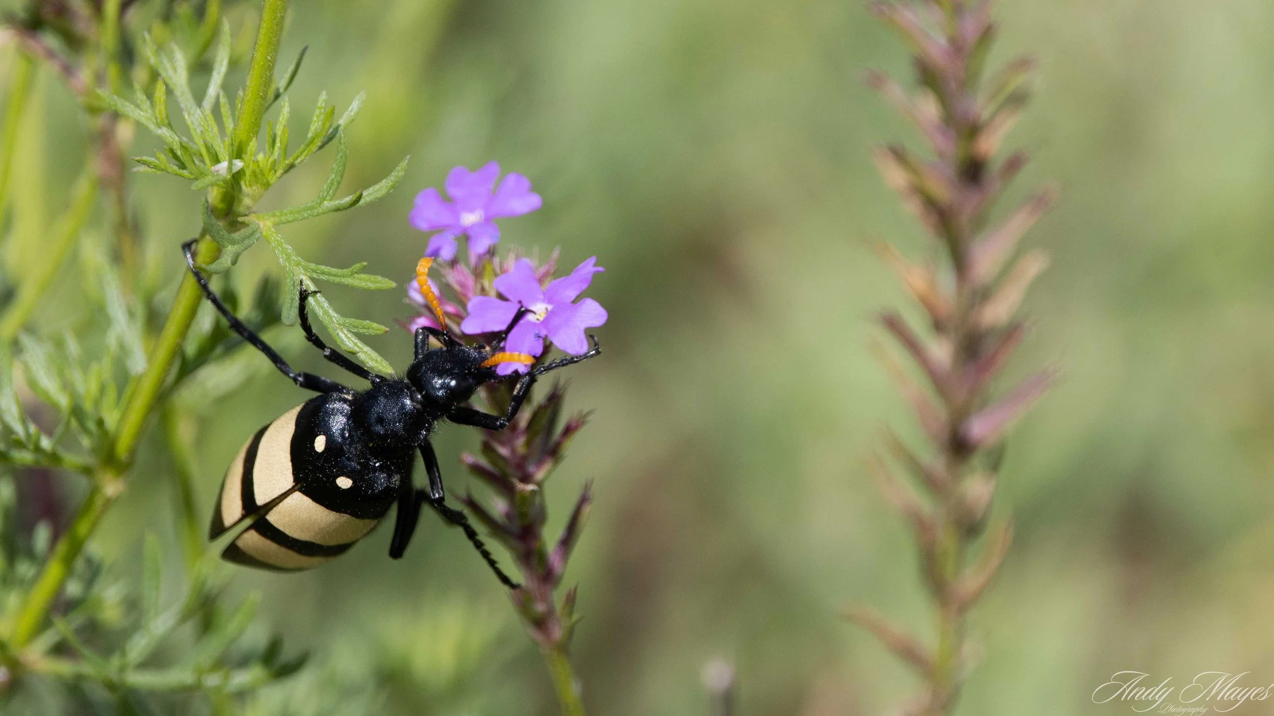 Rhino and Lion Park - 2025-12-20 (38) pp (na).jpg