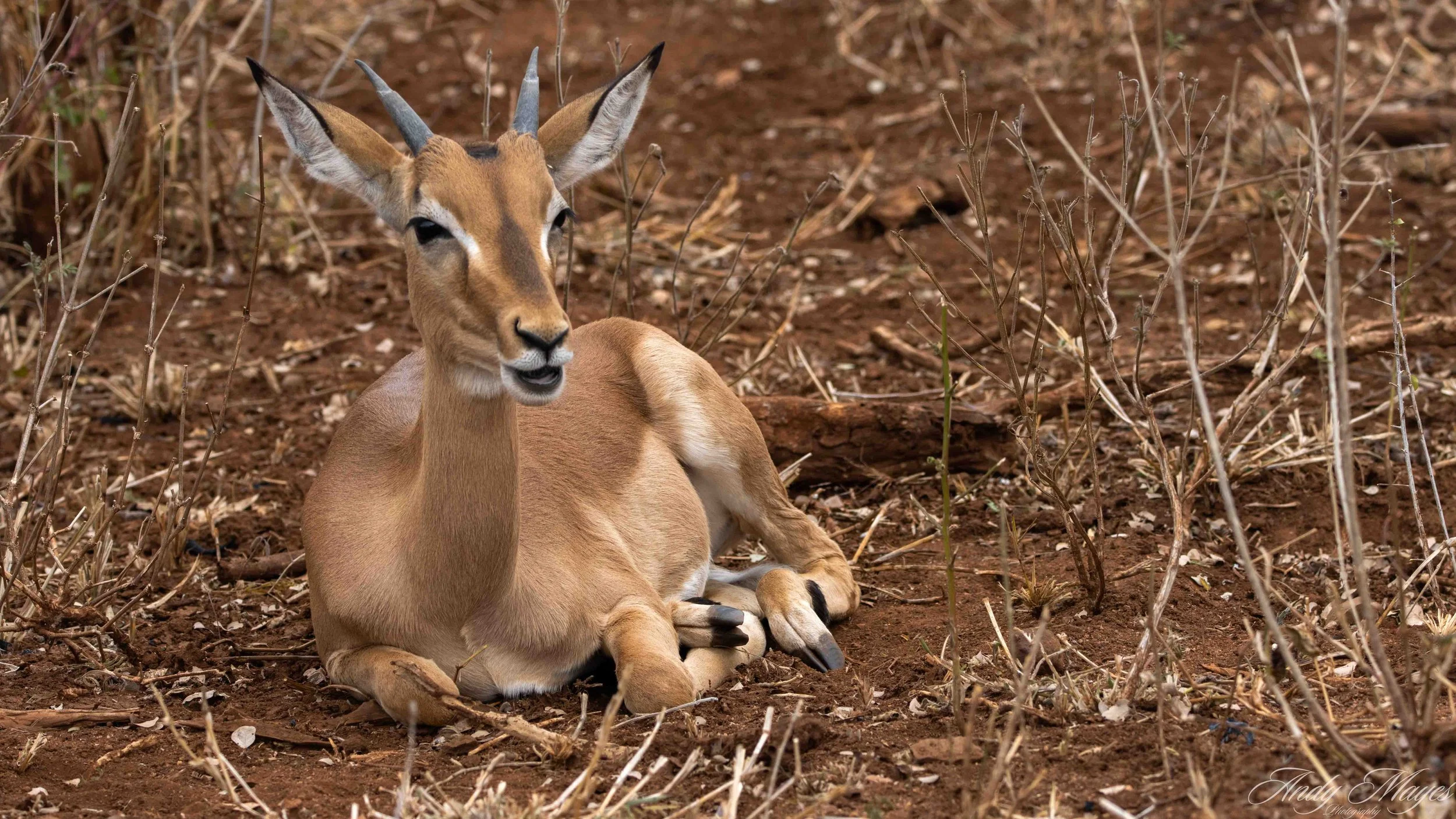Kruger Park - 2025-05-05 (785) pp (na).jpg