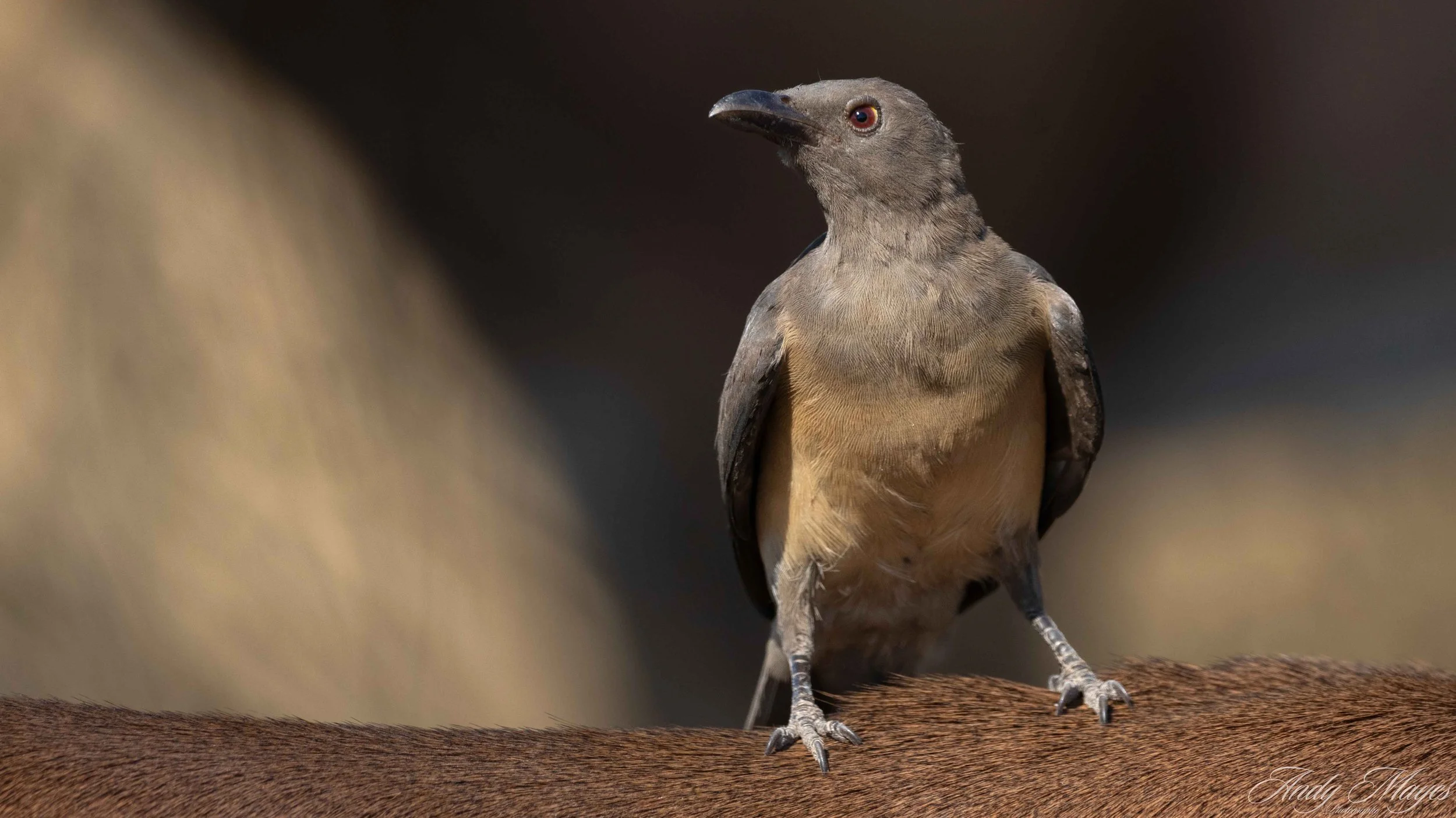 Kruger Park - 2025-06-03 (357) pp (na).jpg